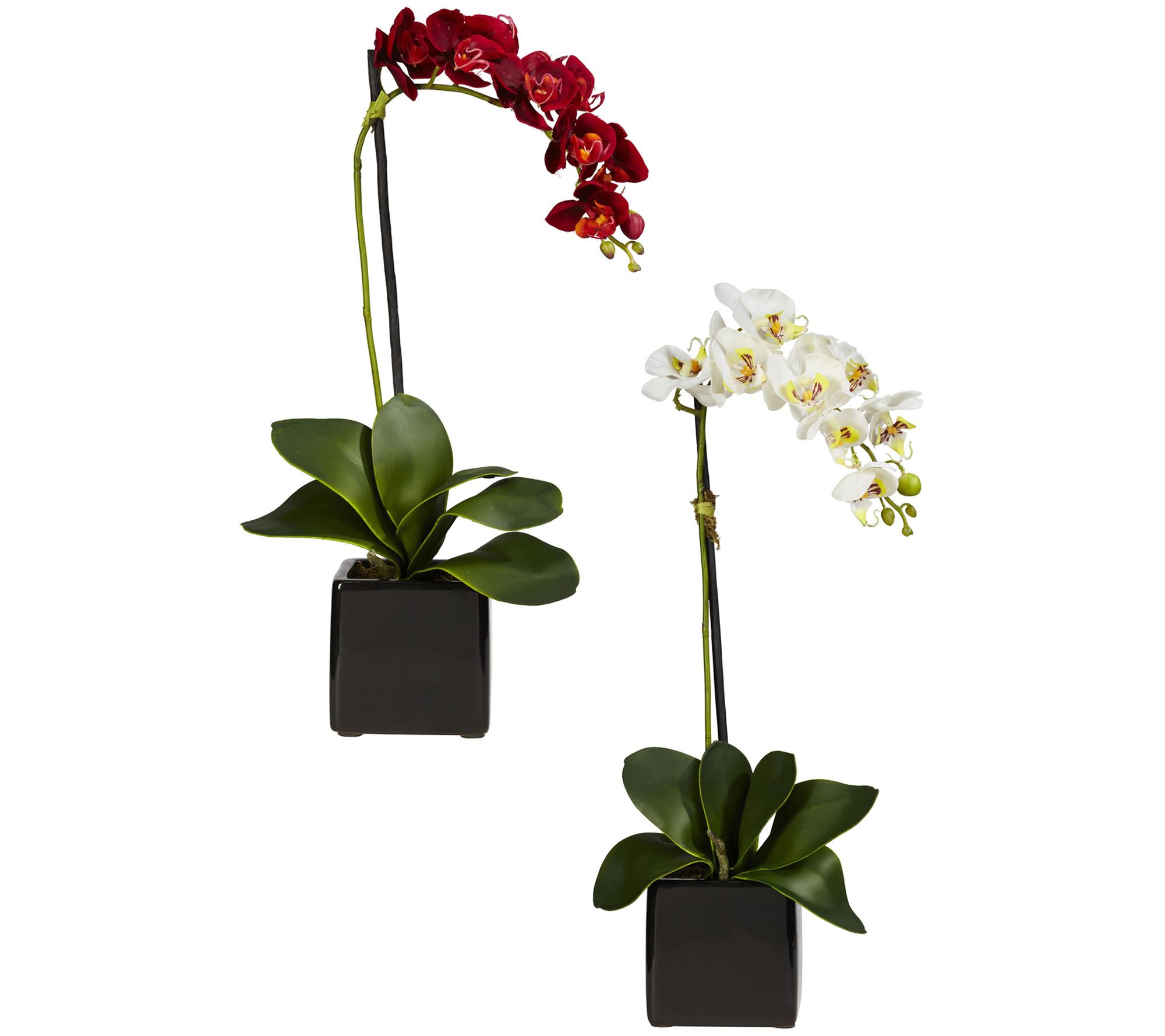 Set of 2 Phaleanopsis Orchids with Vase by Nearly Natural