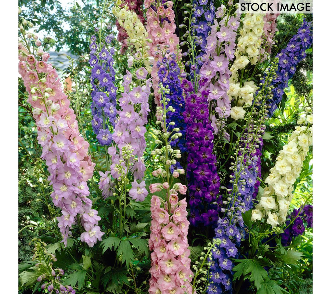 Van Zyverden Delphinium Giant Cottage Style Mixed 5 Roots