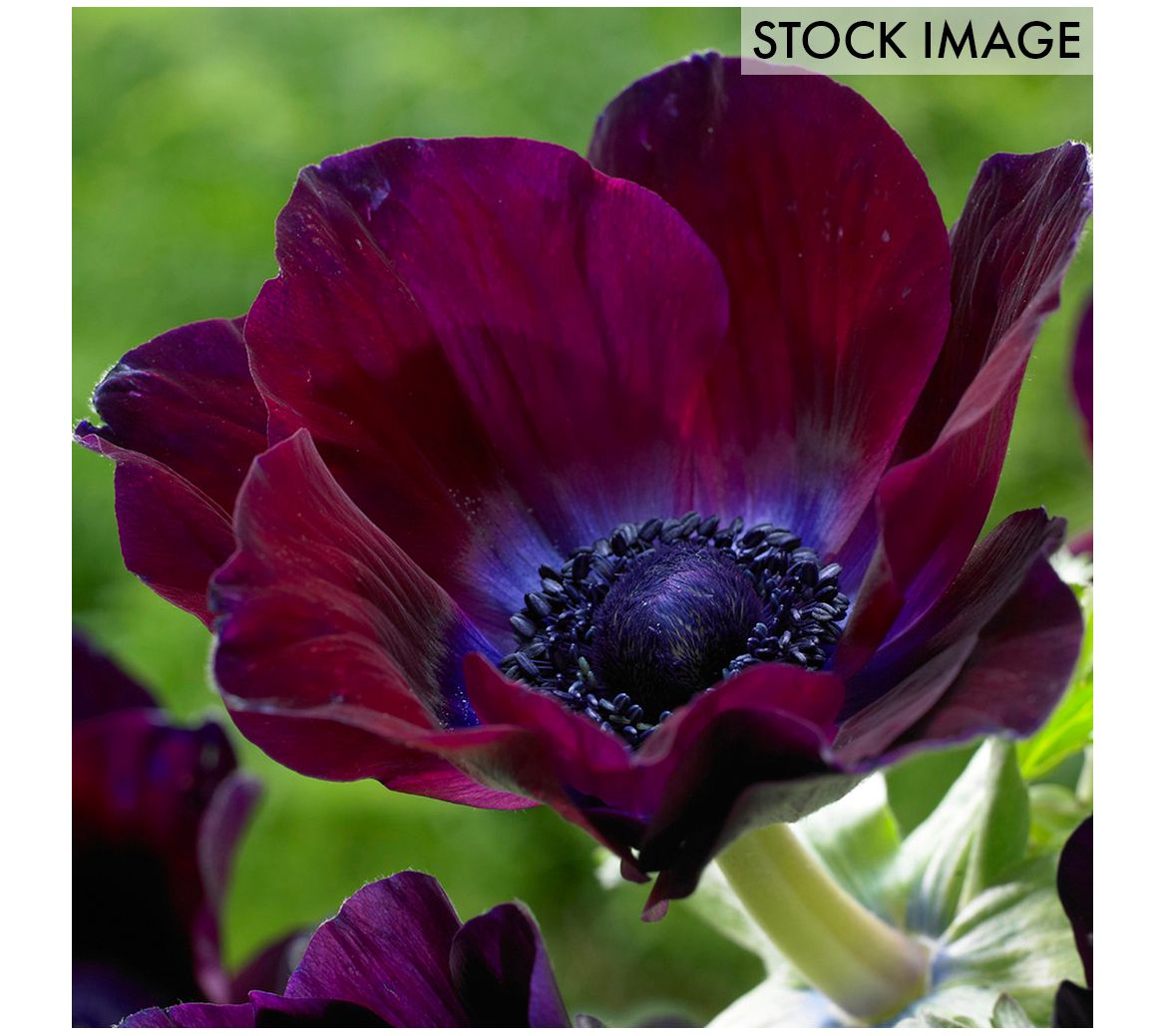 Van Zyverden Wind Flowers Anemones Meron Bordeaux 25 Bulbs