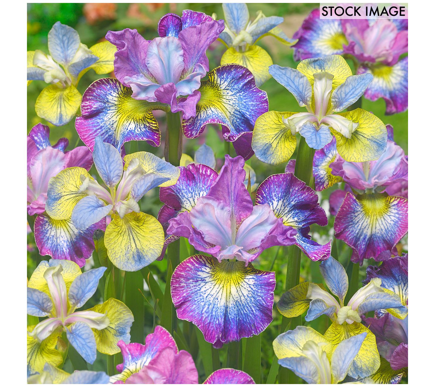 Van Zyverden New & Exclusive Iris Siberica HowAudacious 5-Ct