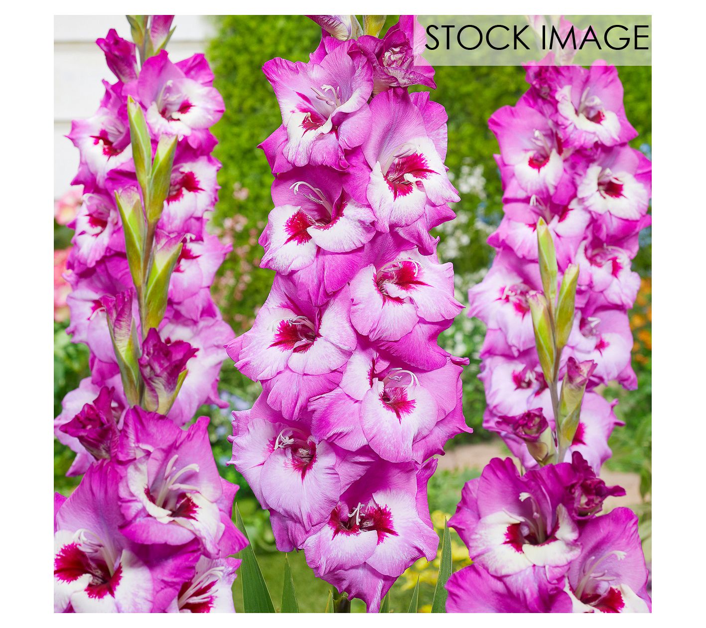 Van Zyverden Gladiolus Large Elvive Set of 12 Bulbs