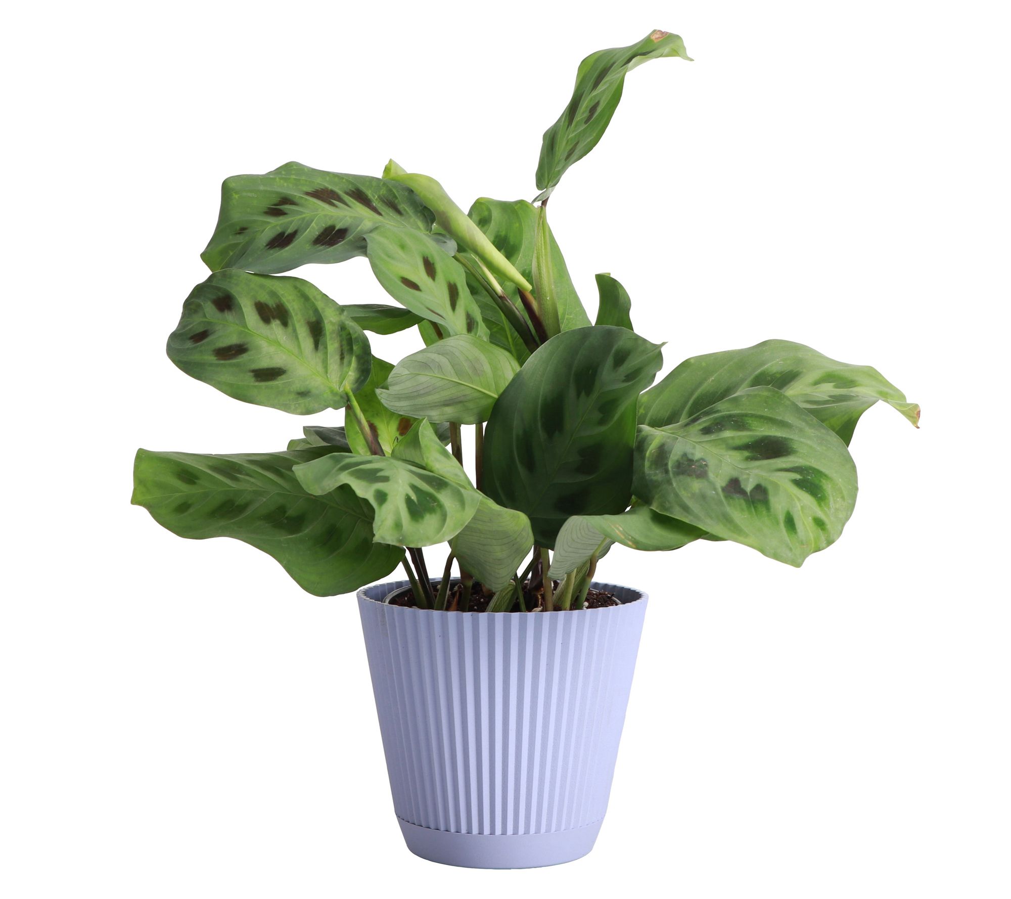 Thorsen's Greenhouse Live 4" Green Prayer Plantin Ruffle Pot