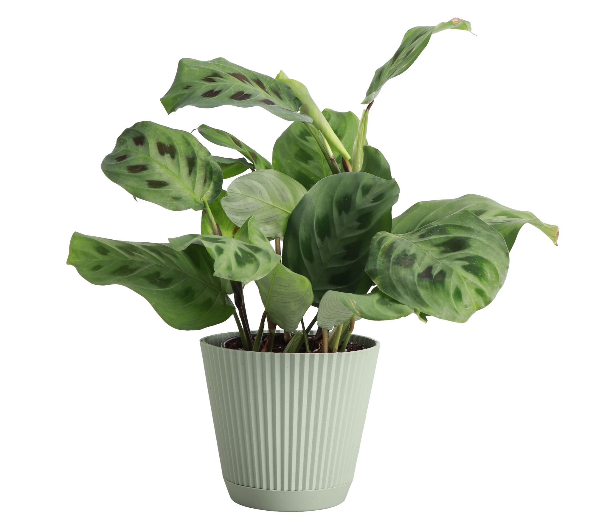 Thorsen's Greenhouse Live 4" Green Prayer Plantin Ruffle Pot