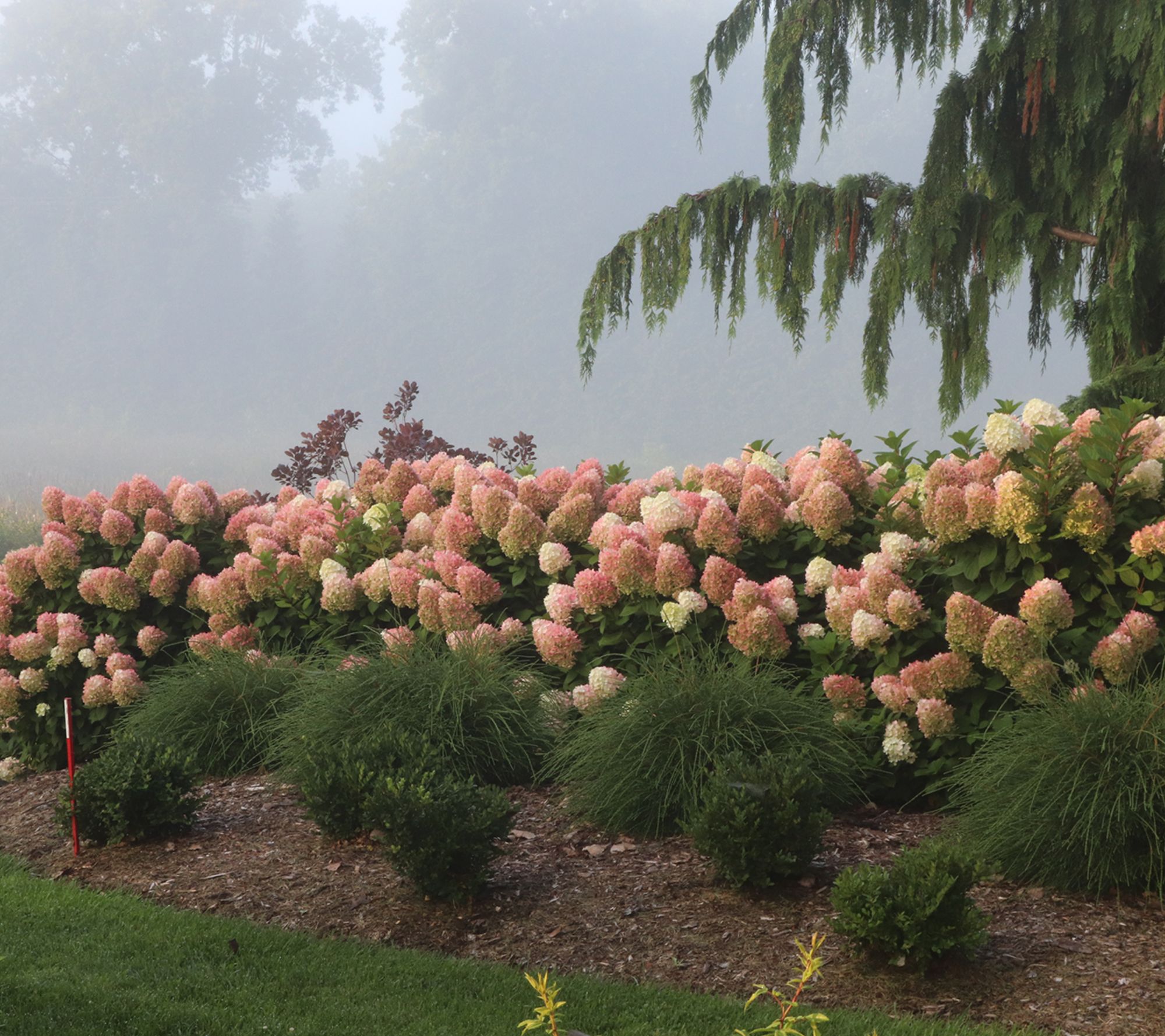 Roberta's 1 pc. Little Lime Punch Hydrangea