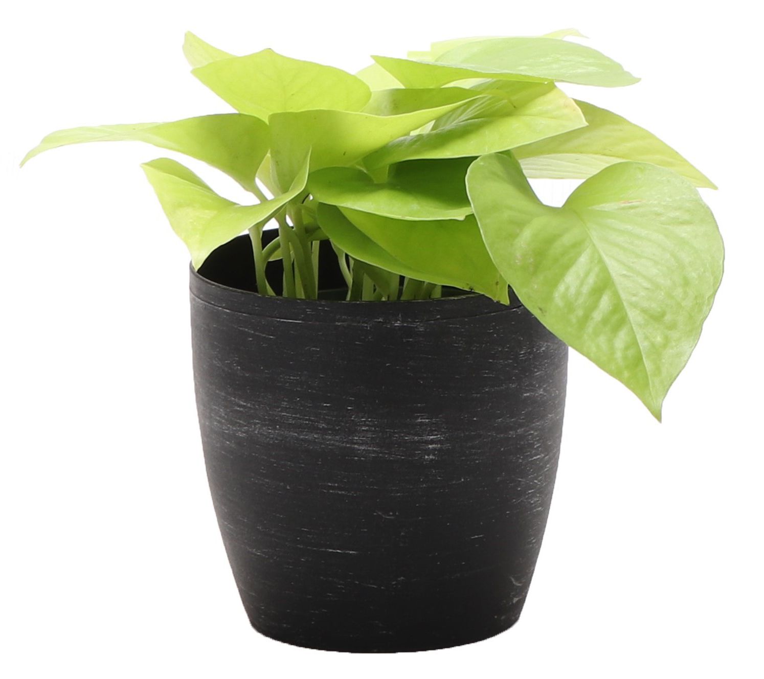 Thorsen's Greenhouse Live 4" Neon Pothos in Classic Pot