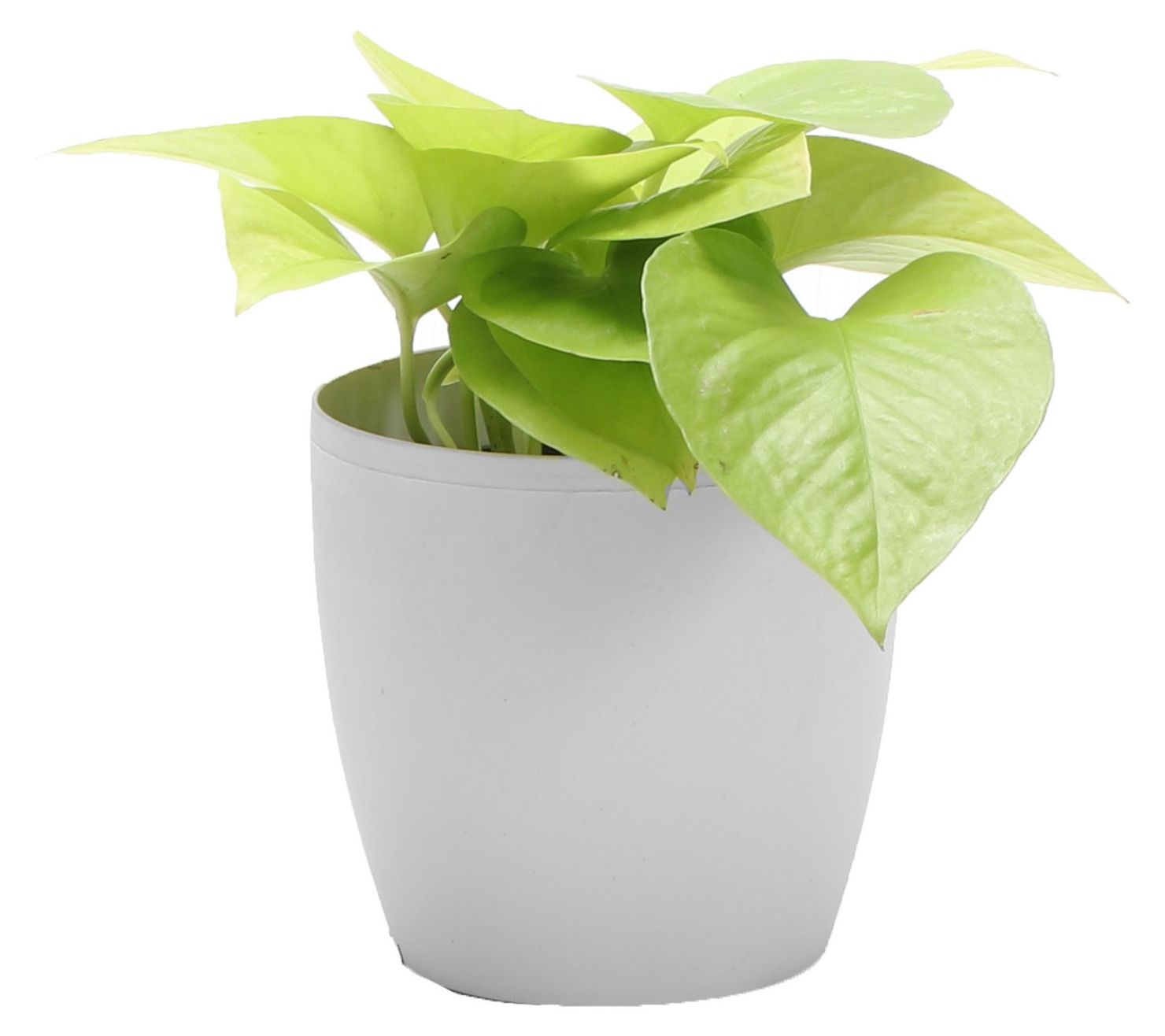 Thorsen's Greenhouse Live 4" Neon Pothos in Classic Pot