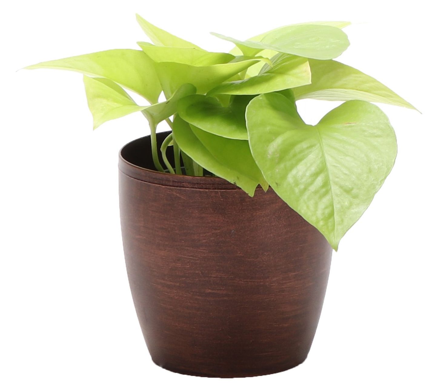 Thorsen's Greenhouse Live 4" Neon Pothos in Classic Pot