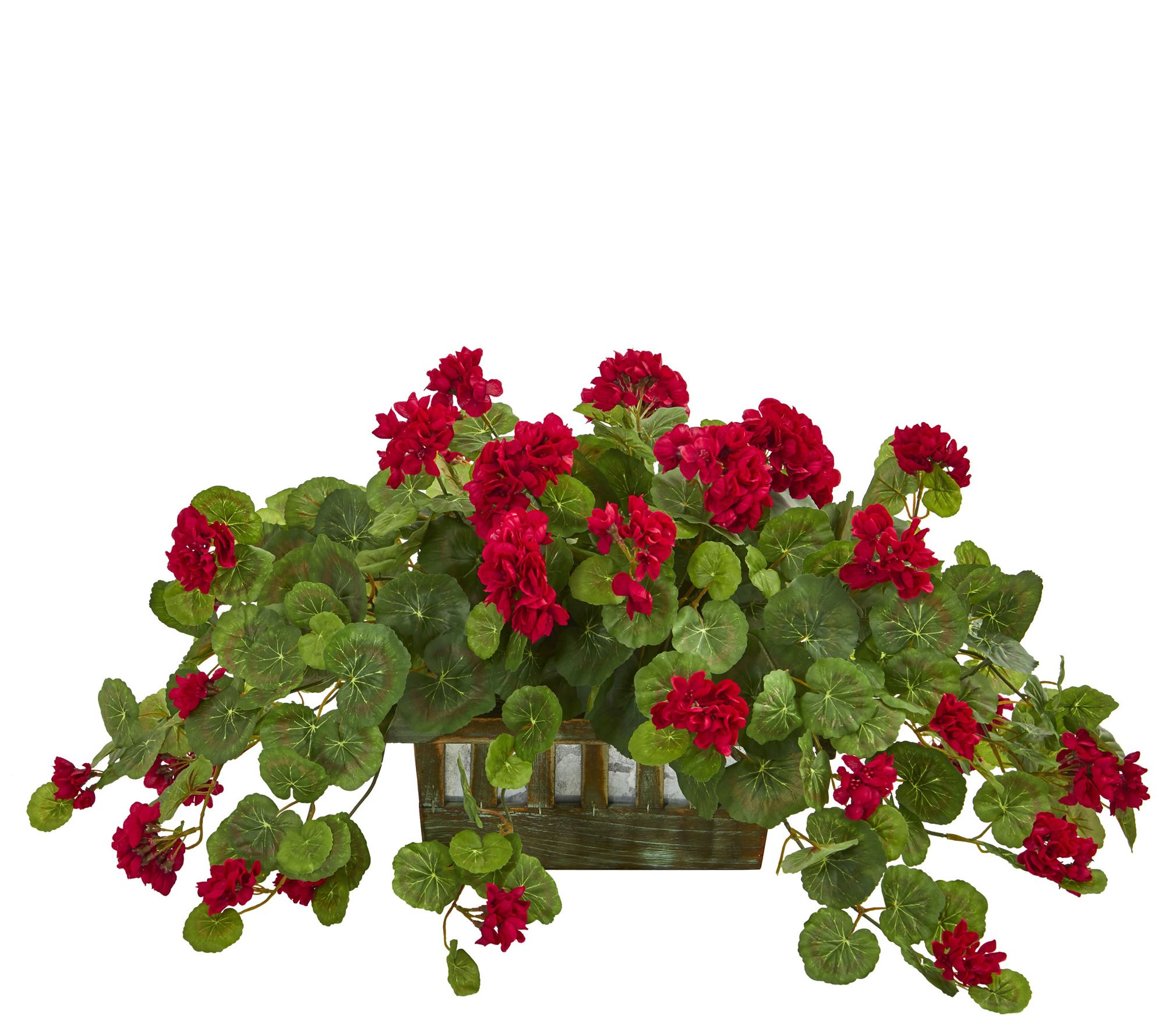 Geranium Plant in Decorative Planter by Nearlyatural - QVC.com