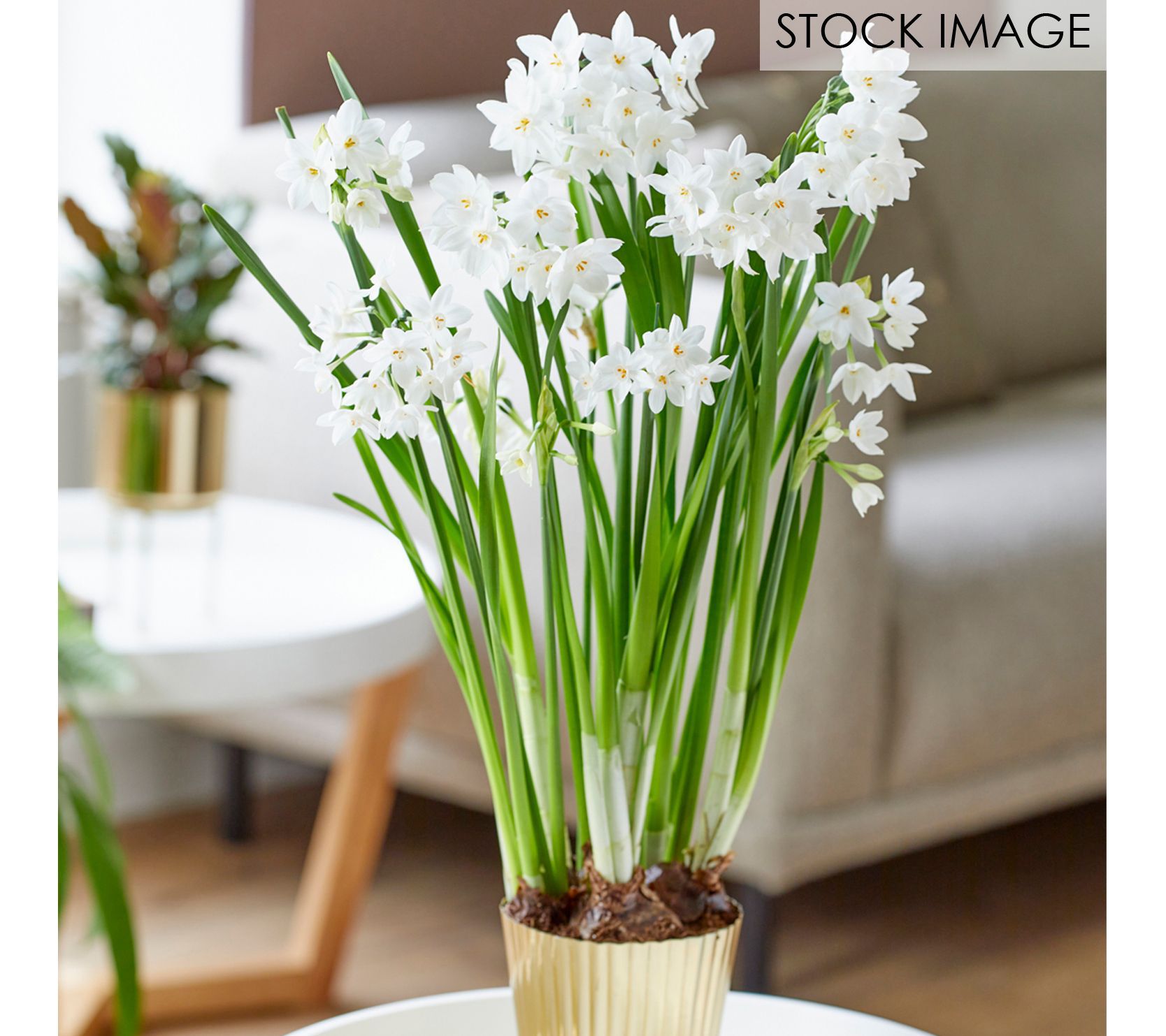 Van Zyverden Paperwhite Kit Ziva with Fluted Planter & 1 Bulb