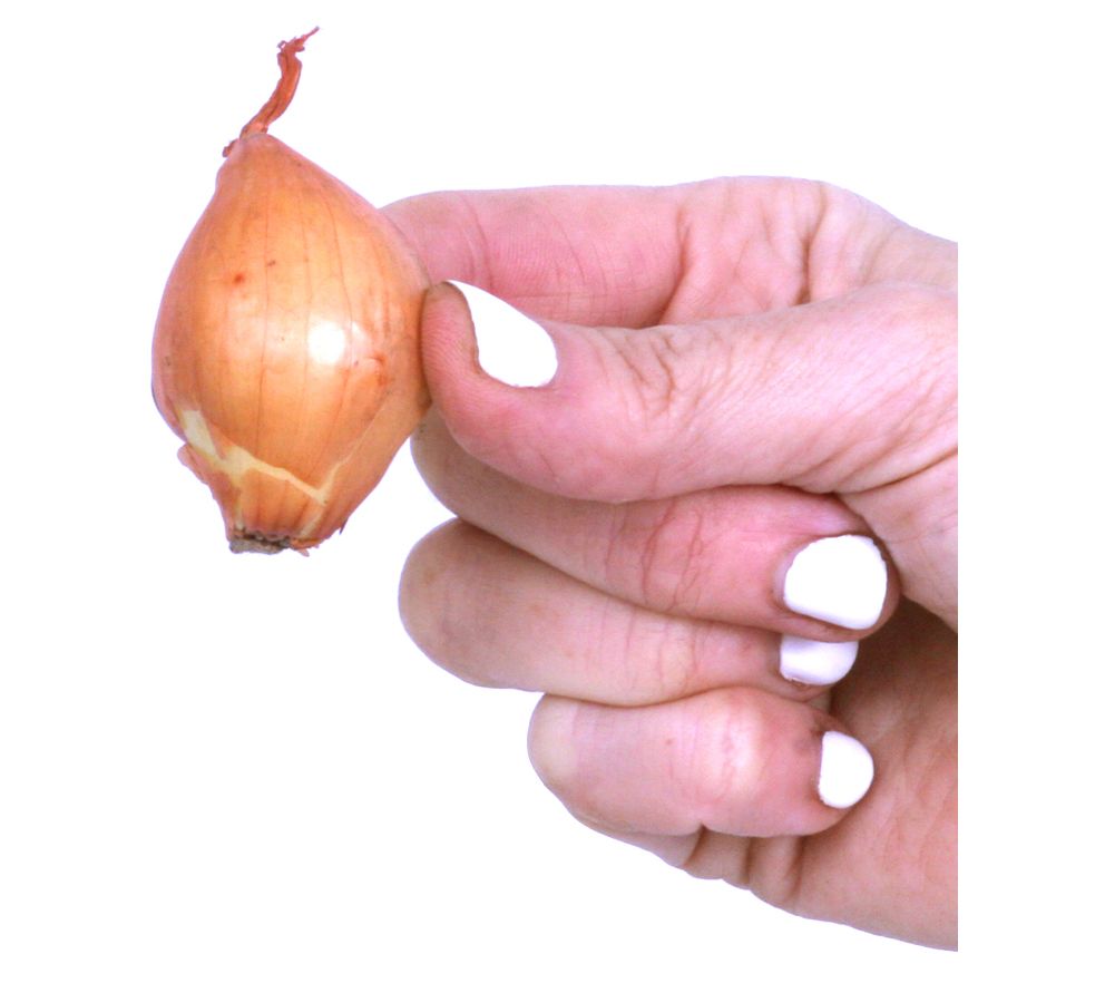 Van Zyverden Dutch Shallots Yellow Set of 25 Bulbs