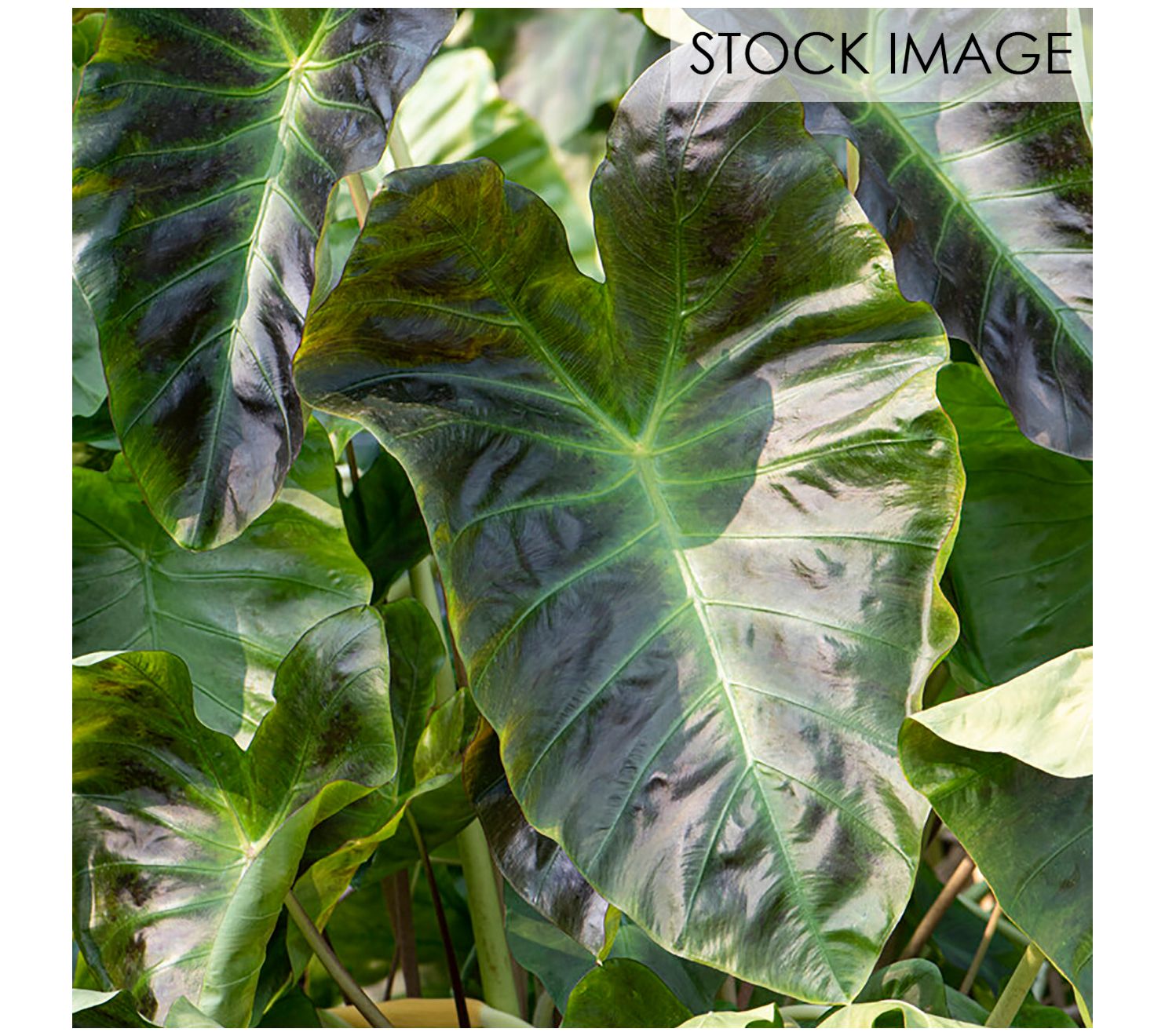Van Zyverden Elephant Ears Royal Hawaiian AlohaSet of 1 Bulb
