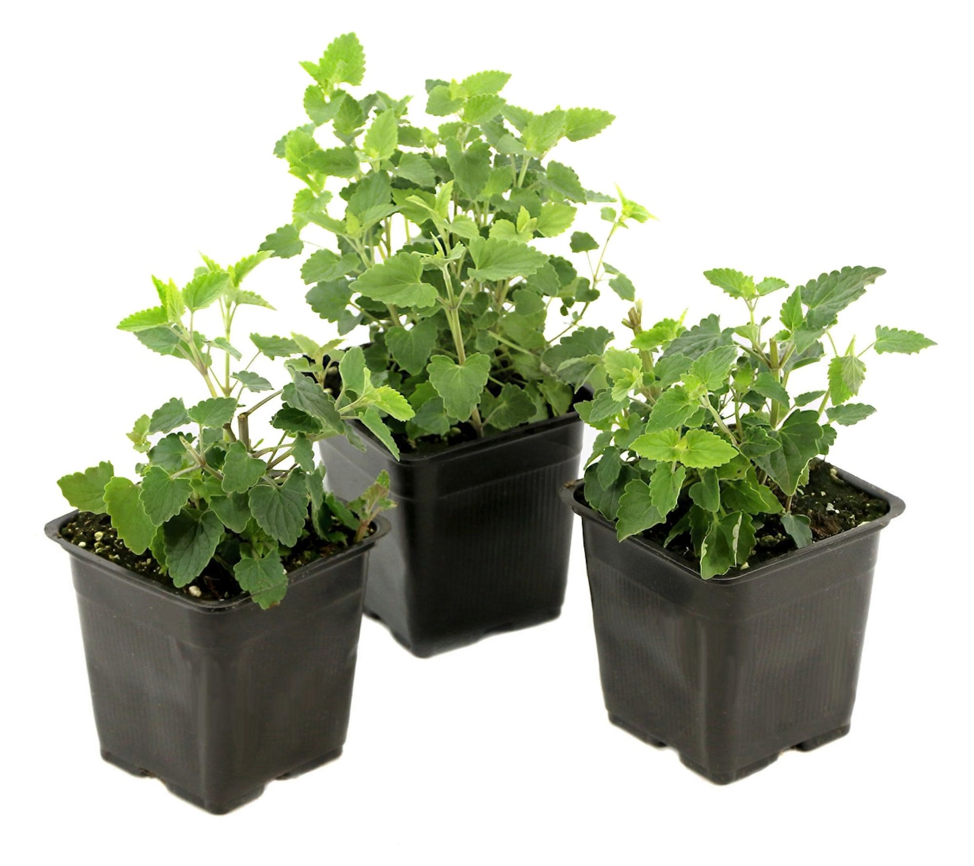 Cottage Farms 3-Piece Mango Tango Hummingbird Mint - QVC.com