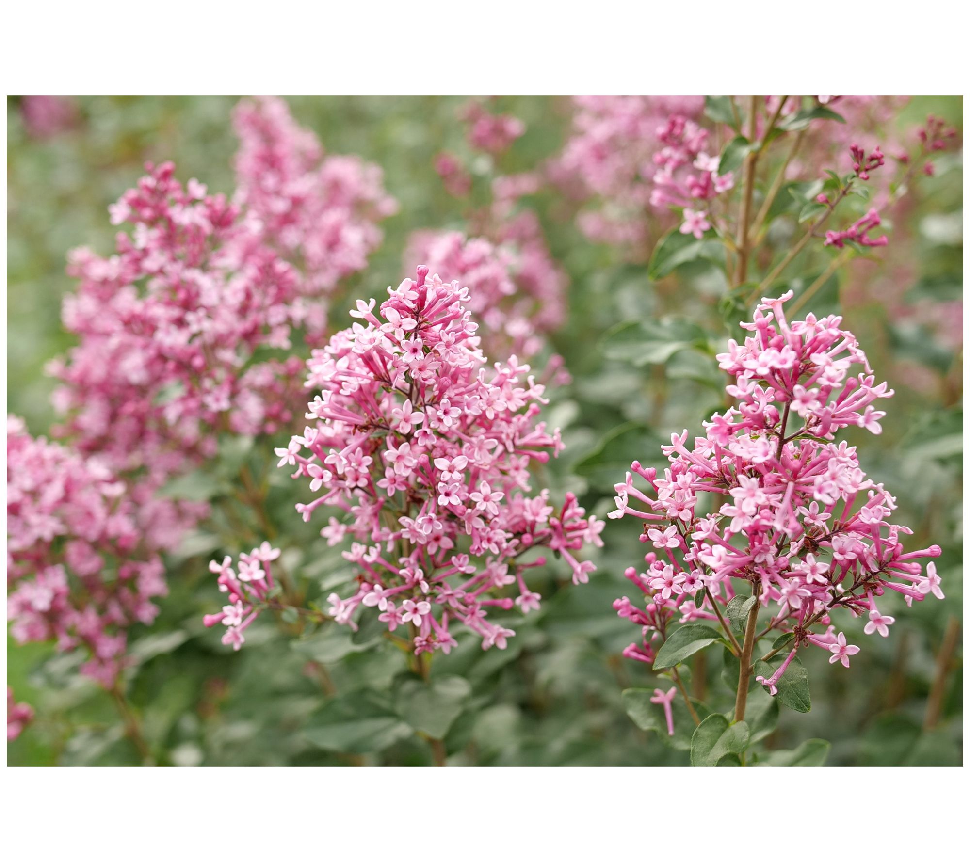 Roberta's Lilac Ballet Bloomerange Reblooming 1c