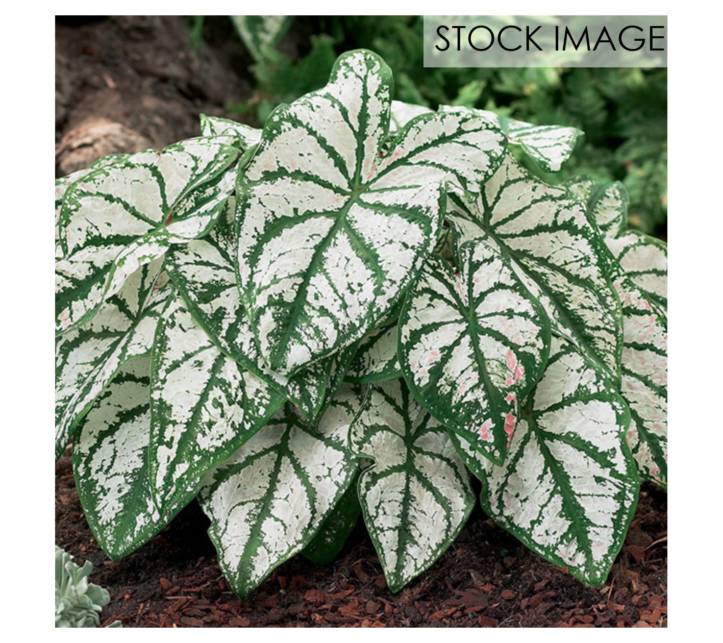 Van Zyverden Caladiums Fancy Leaf White Christmas 3 Bulbs