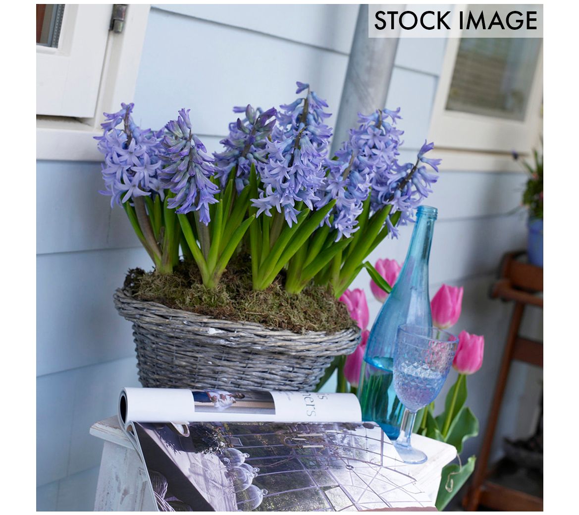 Van Zyverden Hyacinths Fragrant Baby Blue Set of 10 Bulbs