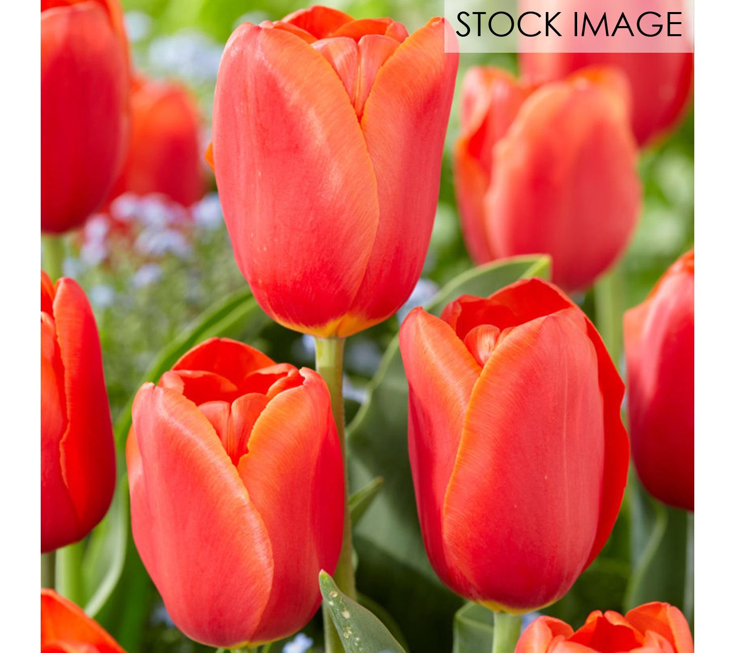 Van Zyverden Tulips Orange Juice Set of 12 Bulbs