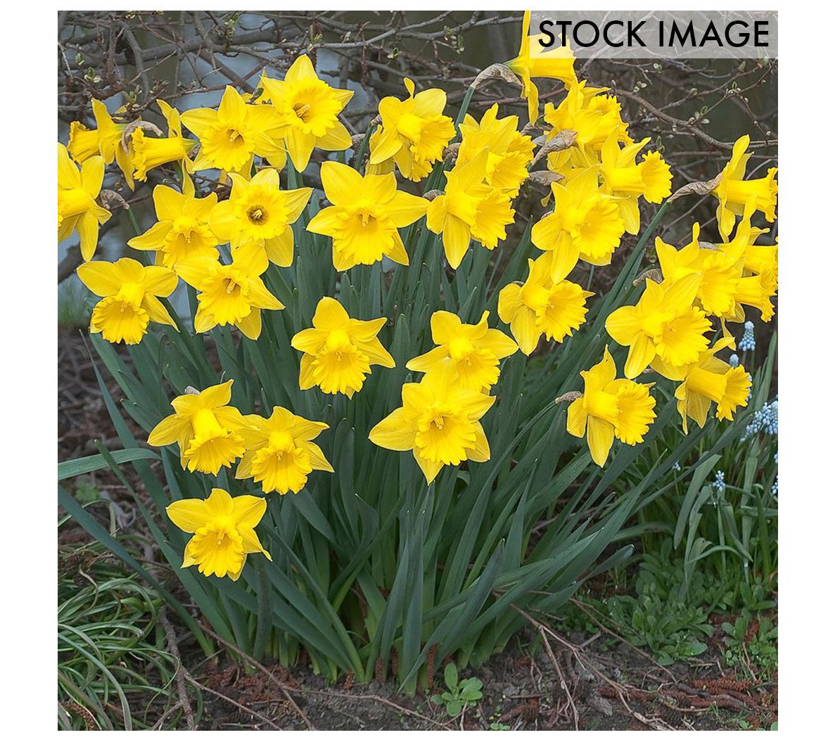 Van Zyverden Daffodils Dutch Master Set of 15 Bulbs