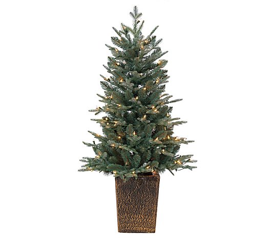 4'H Potted Nat Cut Blue Spruce with 100 Lightsby Sterling Co