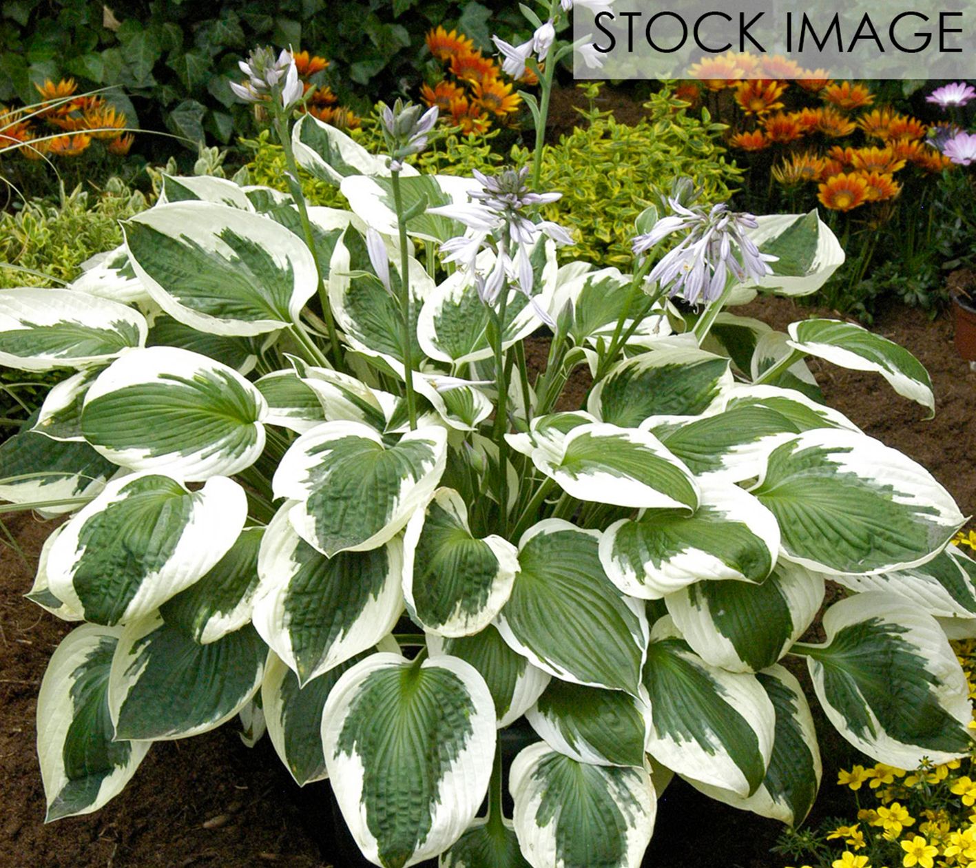 Van Zyverden Hosta Minuteman Set of 3 Roots