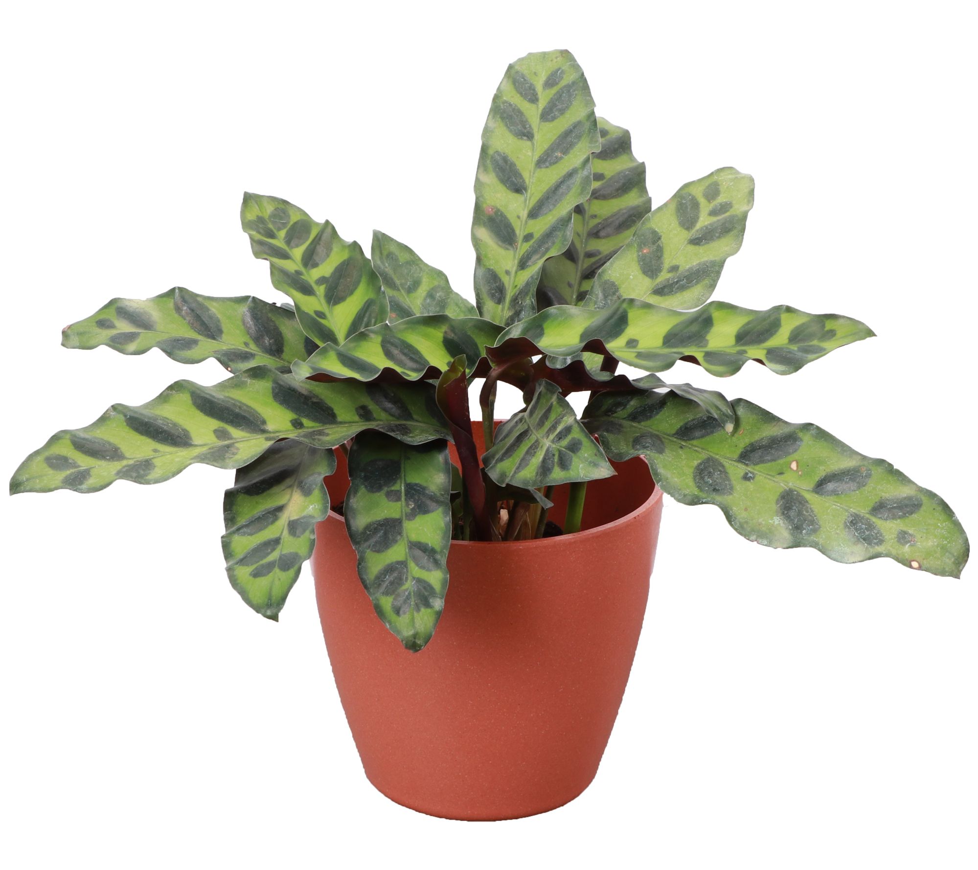 Thorsen's Greenhouse Calathea Rattlesnake, Biodegradable Pot