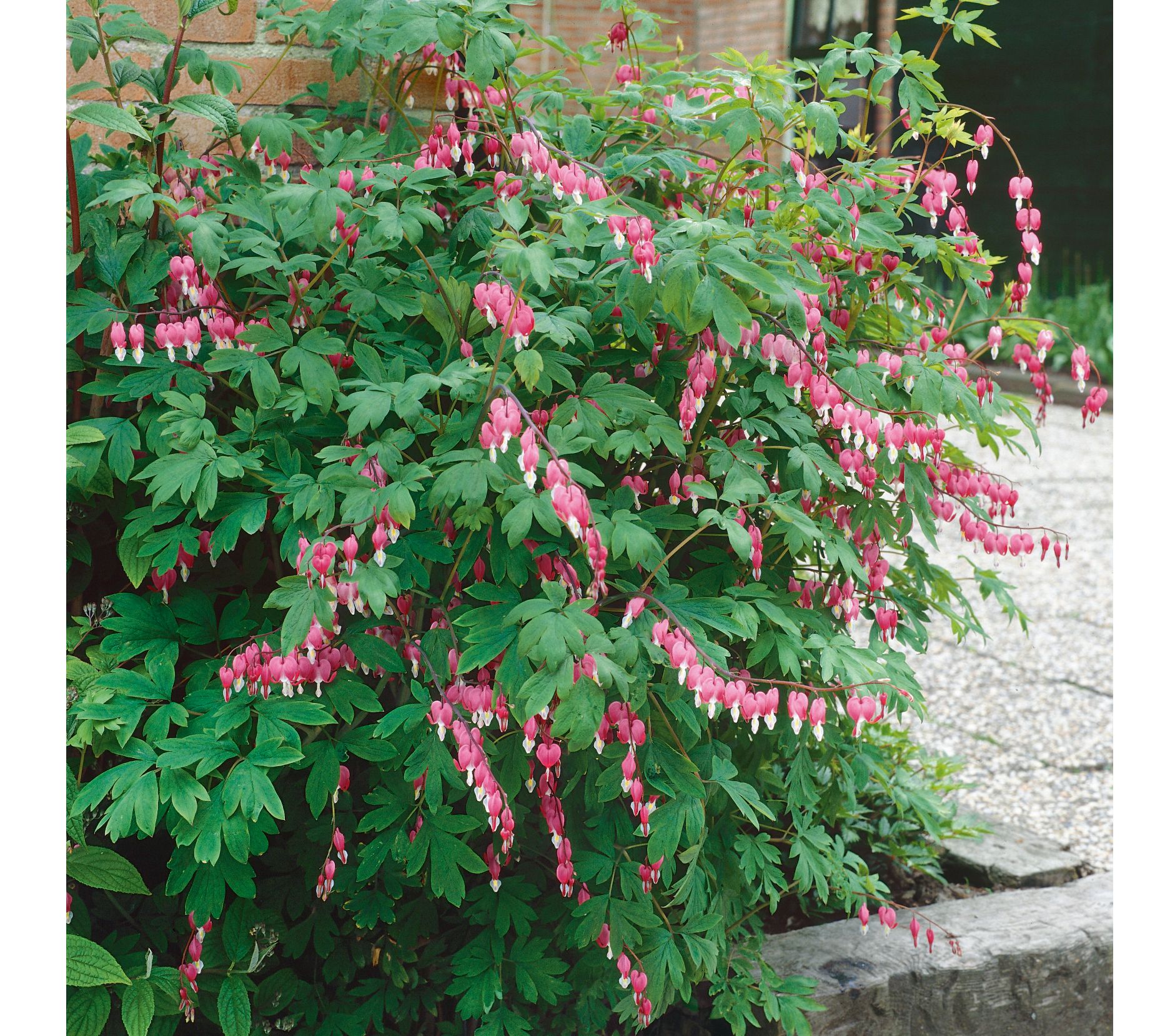 Robertas 4 Piece Pink Bleeding Hearts 9892