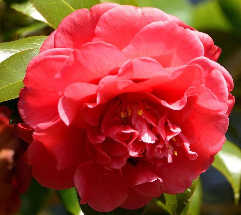 Cottage Farms Curly Lady Camellia Qvc Com