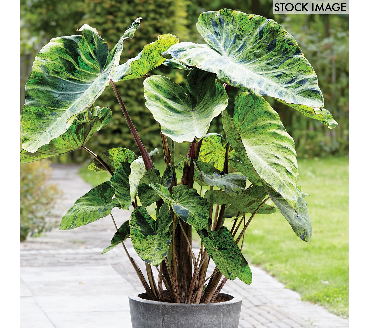 Van Zyverden Elephant Ears Mojito Bulb