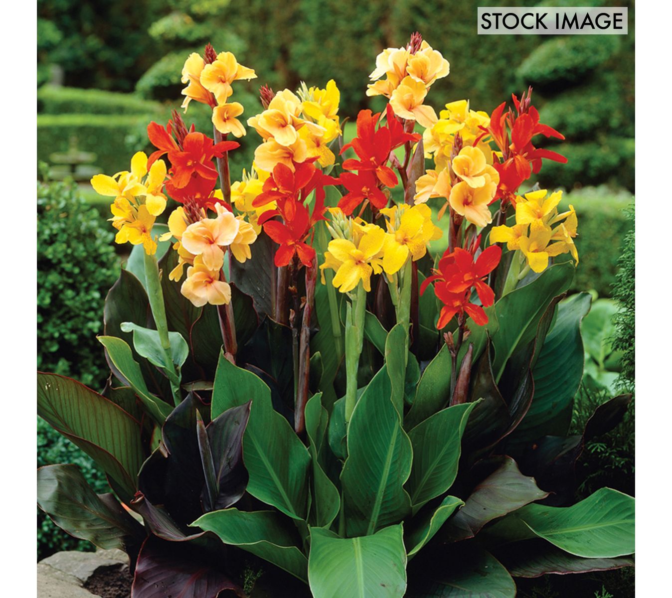 Van Zyverden Cannas Giant Tall Mixed Set of 6 Bulbs