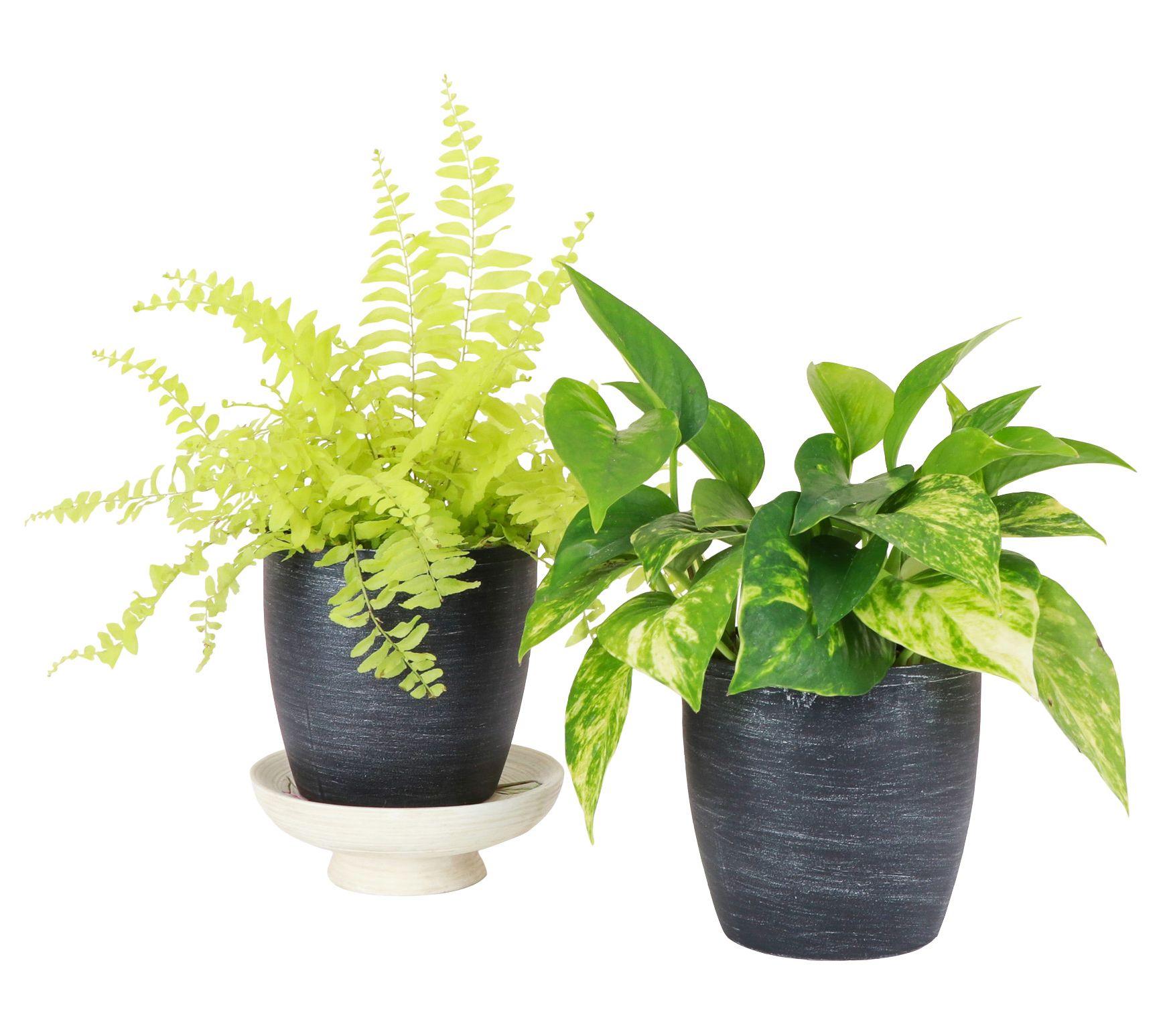 Thorsen's Greenhouse Set of 2 Live 4" Good as Gold Houseplants
