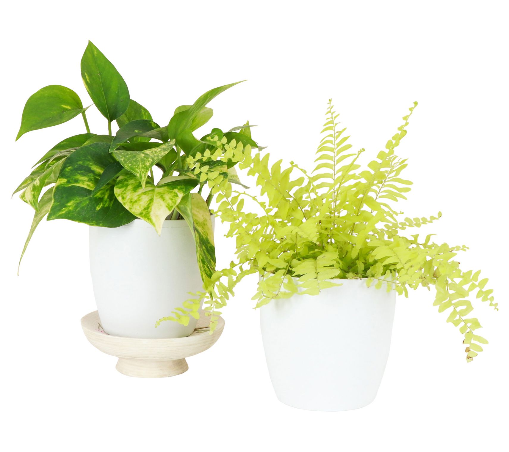 Thorsen's Greenhouse Set of 2 Live 4" Good as Gold Houseplants