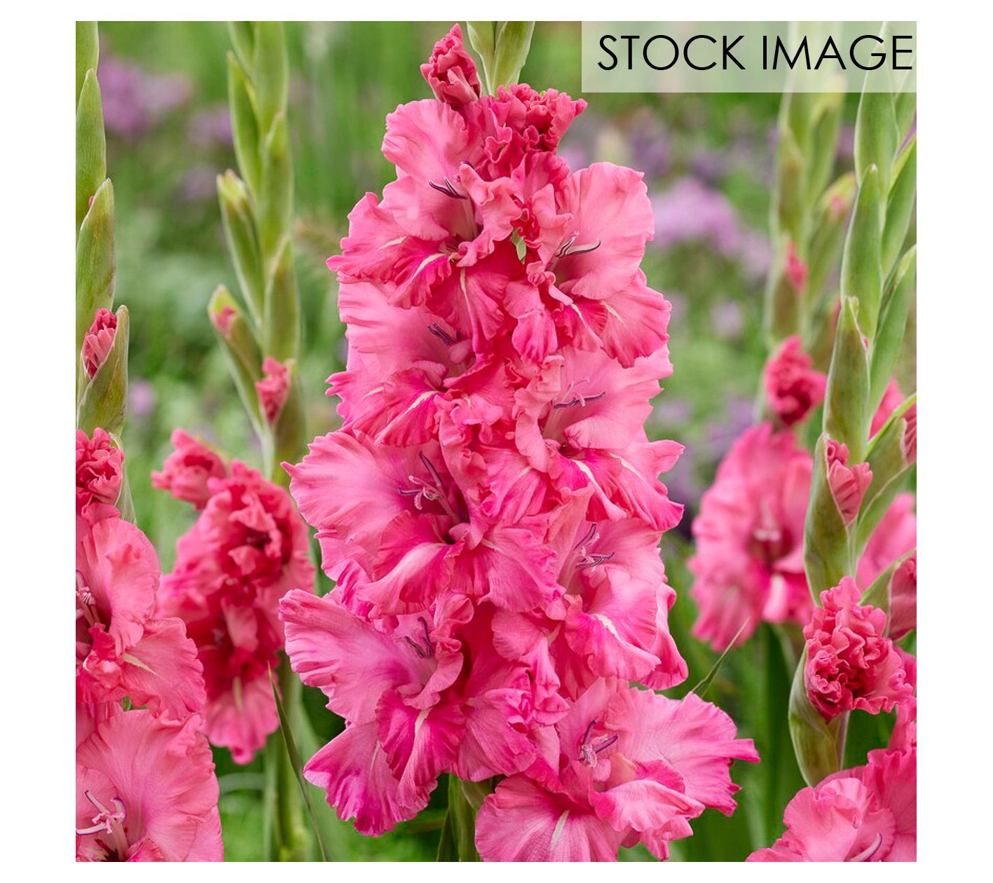 Van Zyverden Gladiolus Large Kingston Ruffle Set of 12 Bulbs