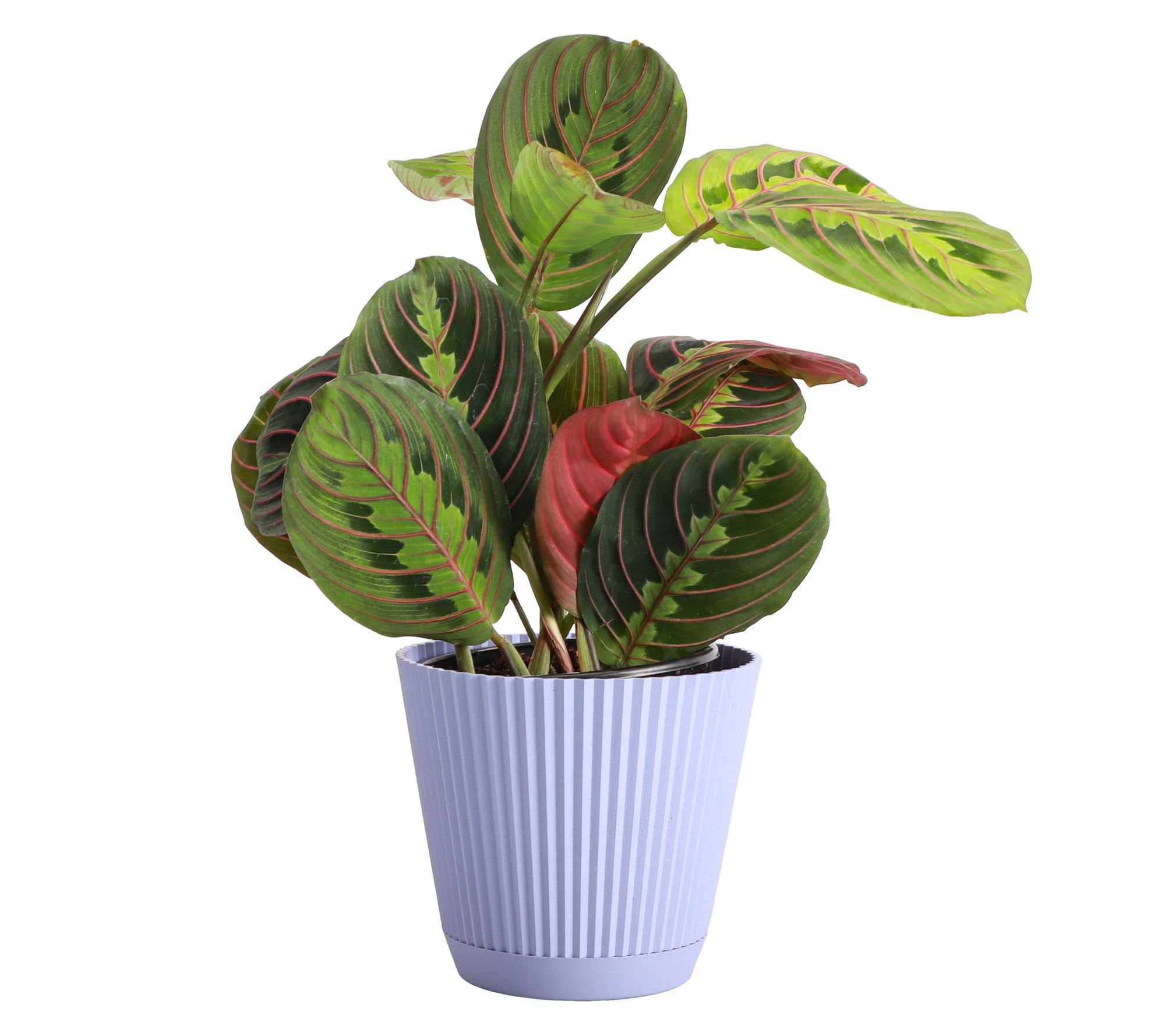 Thorsen's Greenhouse Live 4" Red Prayer Plant in Ruffle Pot