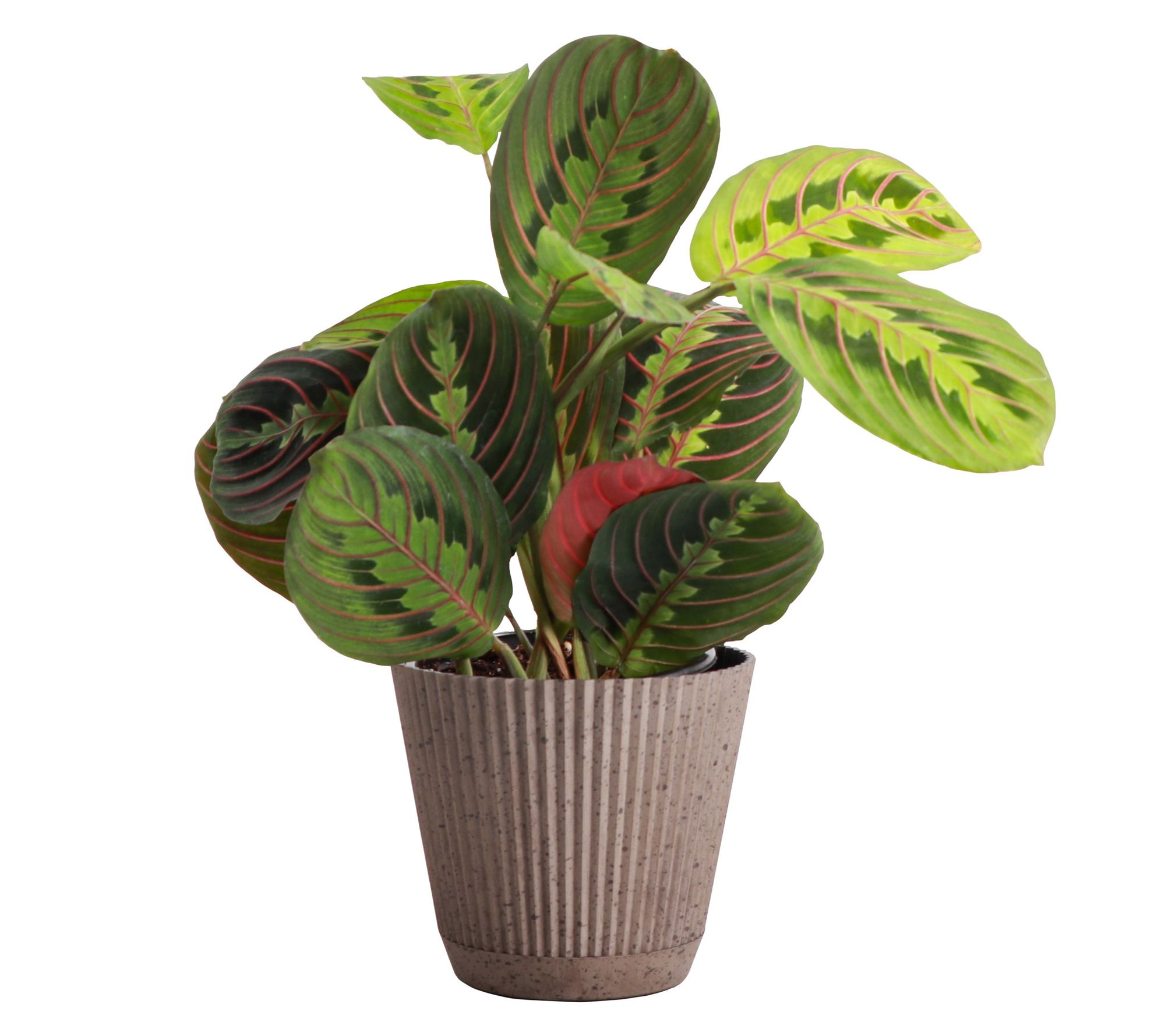 Thorsen's Greenhouse Live 4" Red Prayer Plant in Ruffle Pot