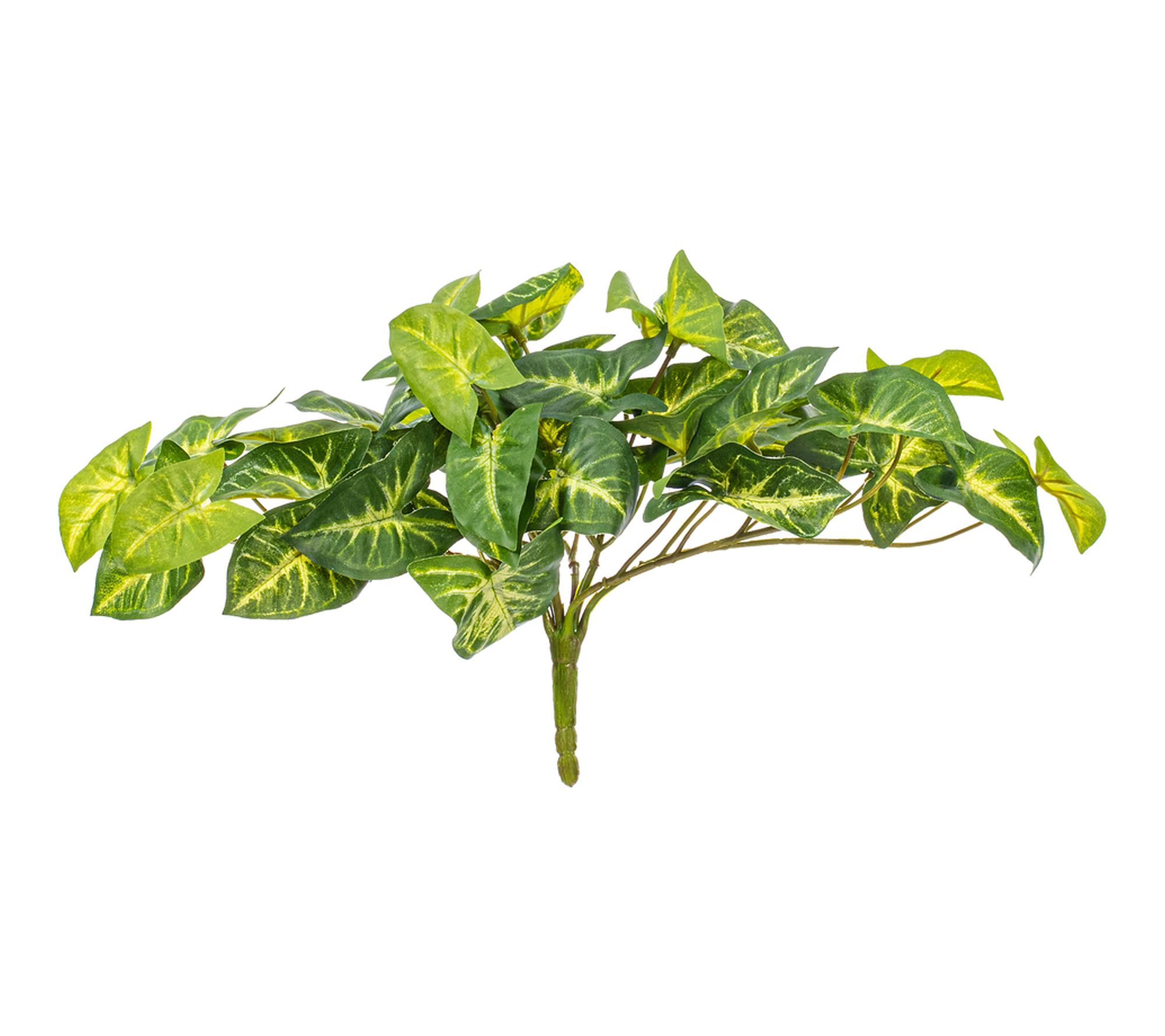 Vickerman 11" Syngonium Bush UV 2/Bag
