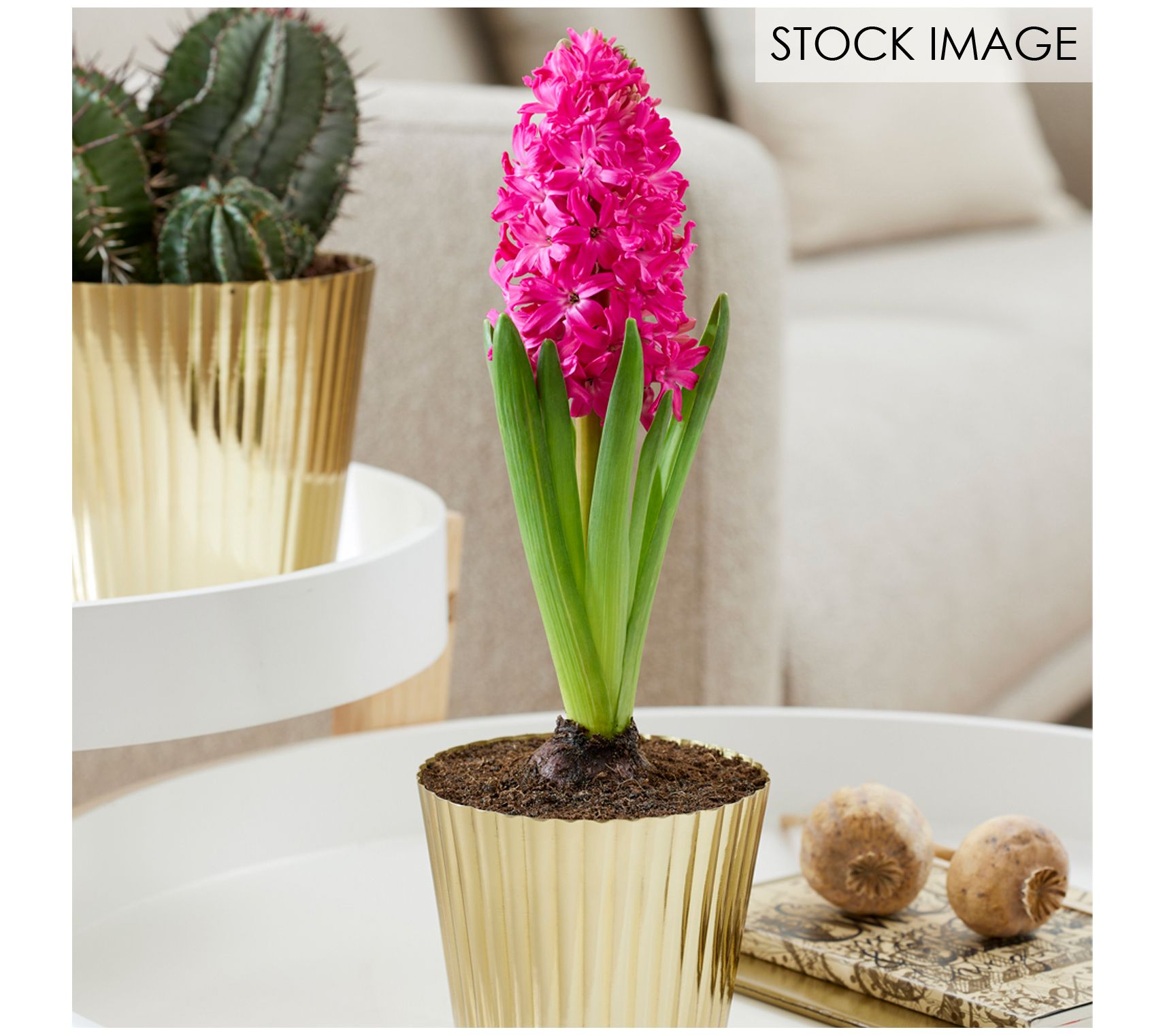 Van Zyverden Pre-Chilled Hyacinth Kit Jan Bos with Planter