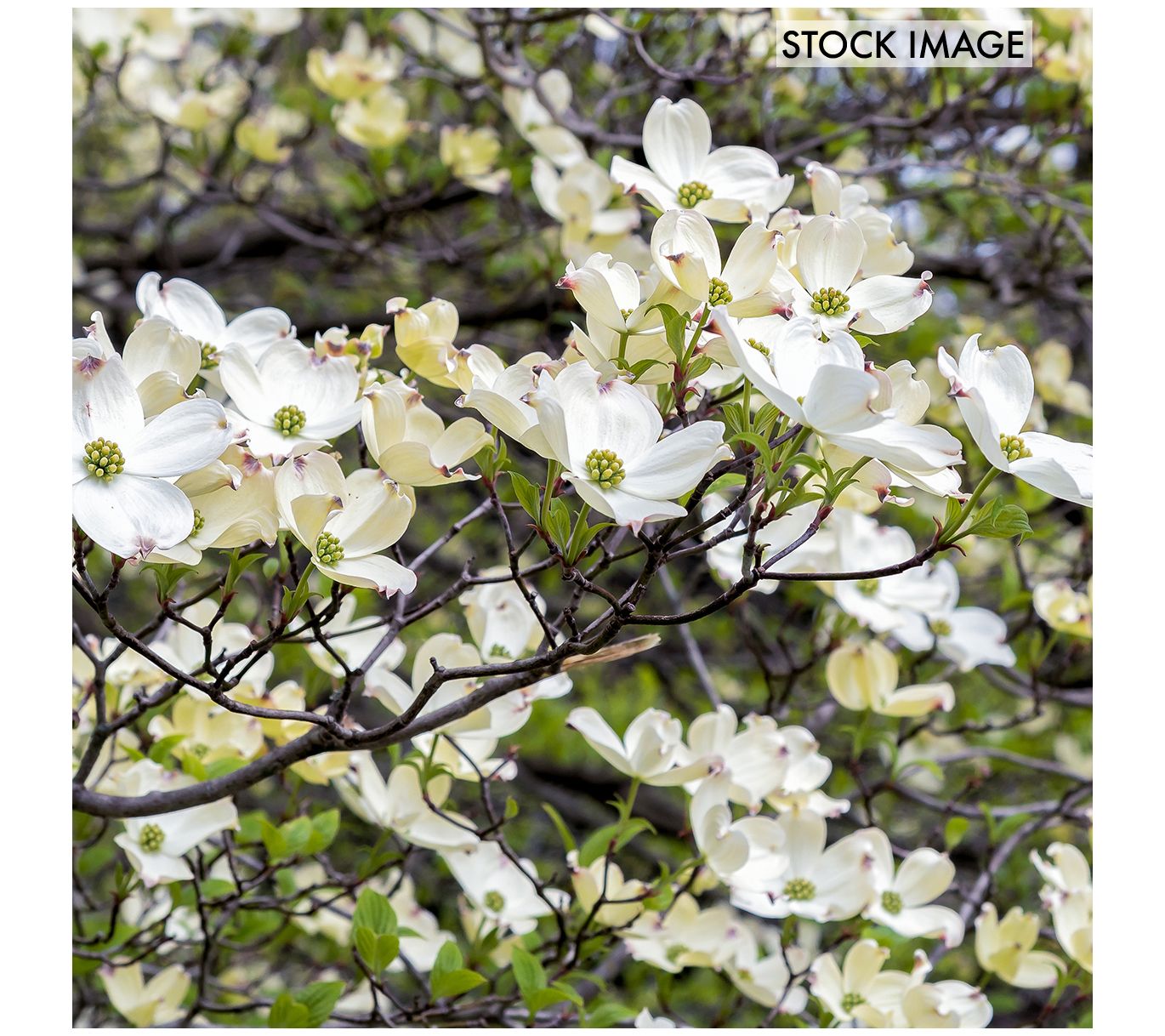 Van Zyverden Ornamental Tree Dogwood 1 Root Stock