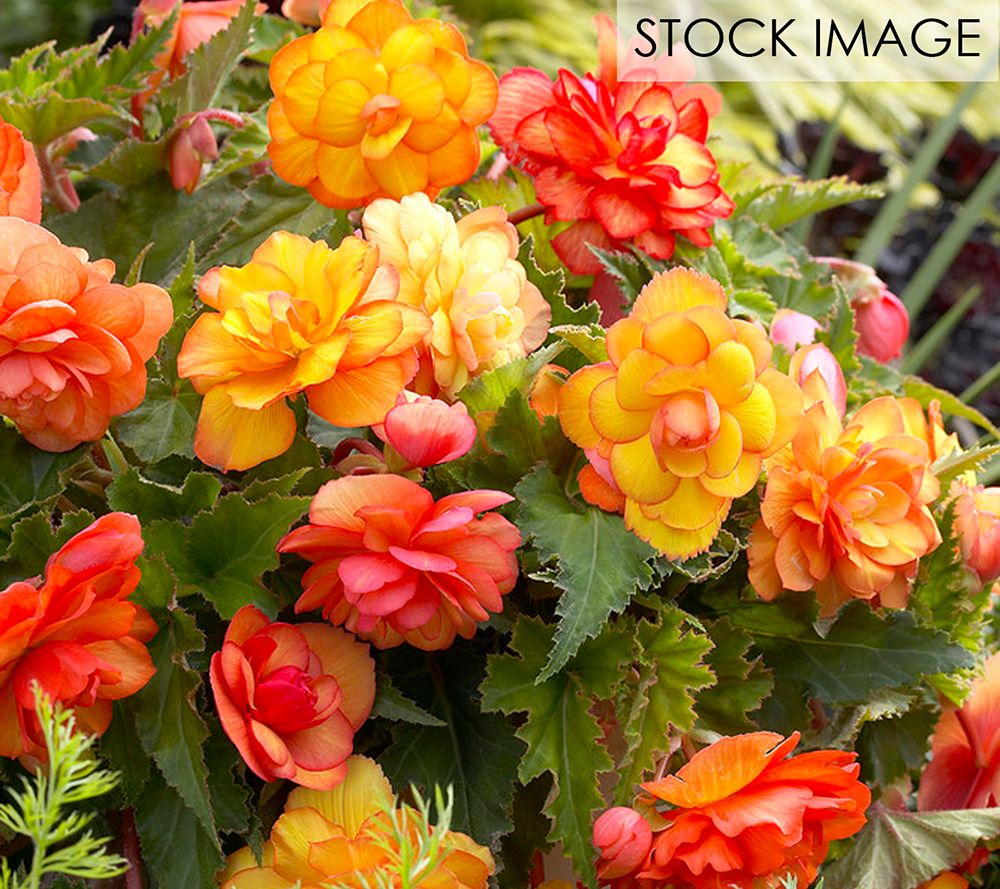 Van Zyverden Begonia Golden Balcony Patio Kit W/Rattan Plante - QVC.com