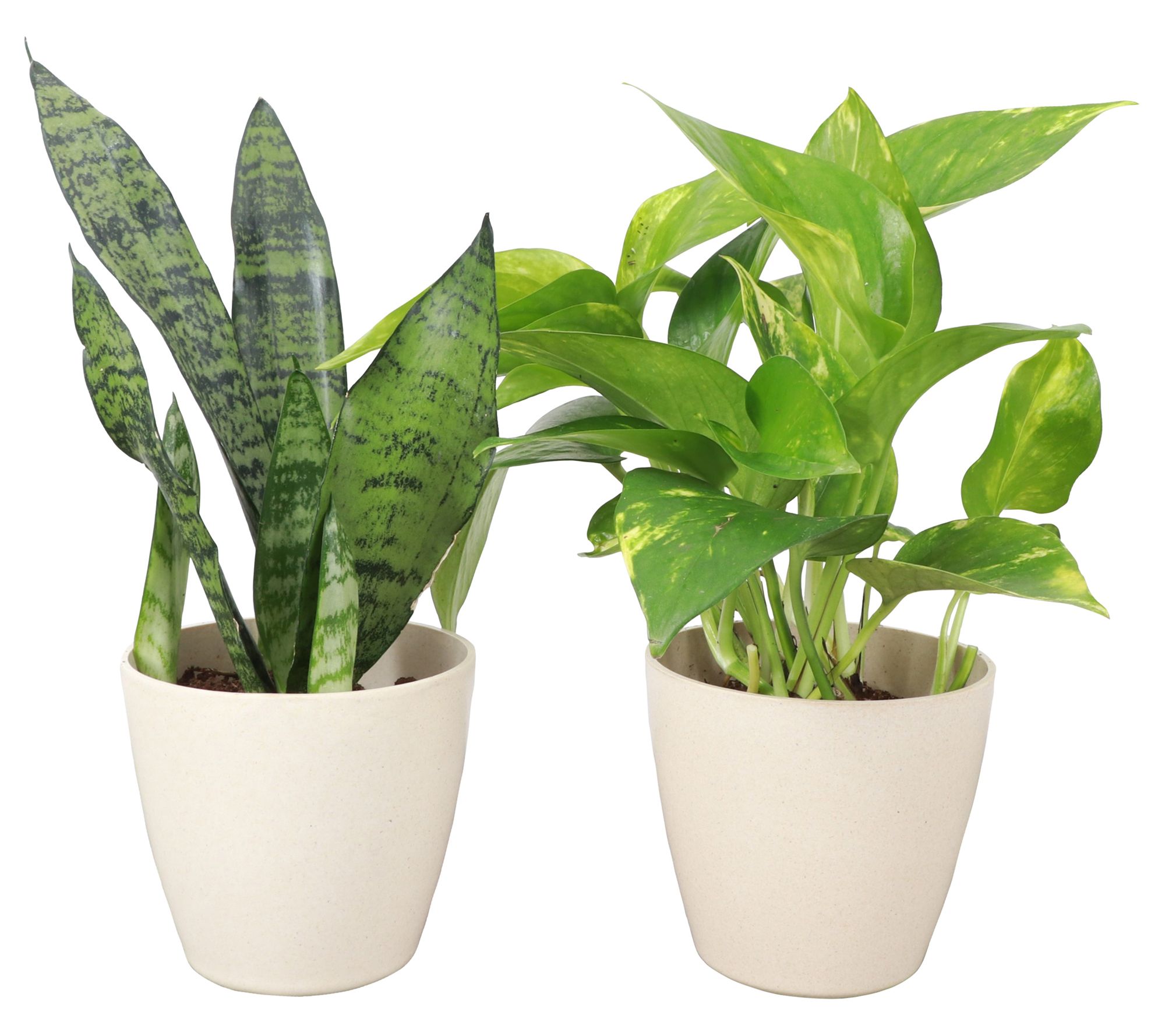 Thorsen's Greenhouse Set of 2 Live 4" BeginnersHouseplants