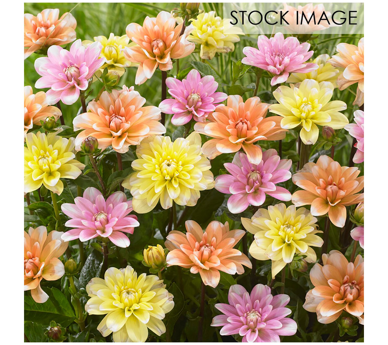 Van Zyverden Dahlias Perception Spectrum BlendSet of 5 Bulbs