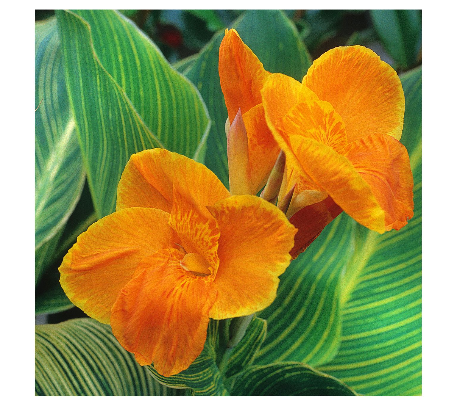 Orange & Purple Cannas for Sale  Canna Tropicanna® – Easy To Grow Bulbs