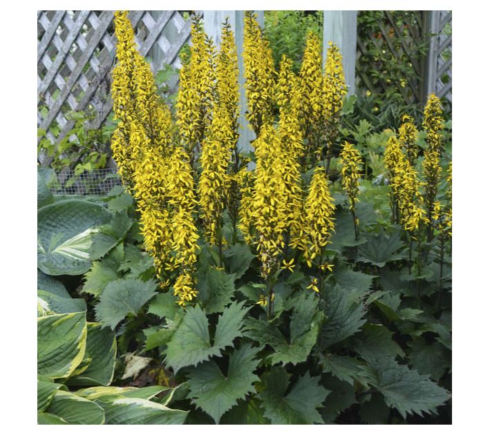 Roberta's Ligularia Leopard Plant Bottle Rocket 1pc