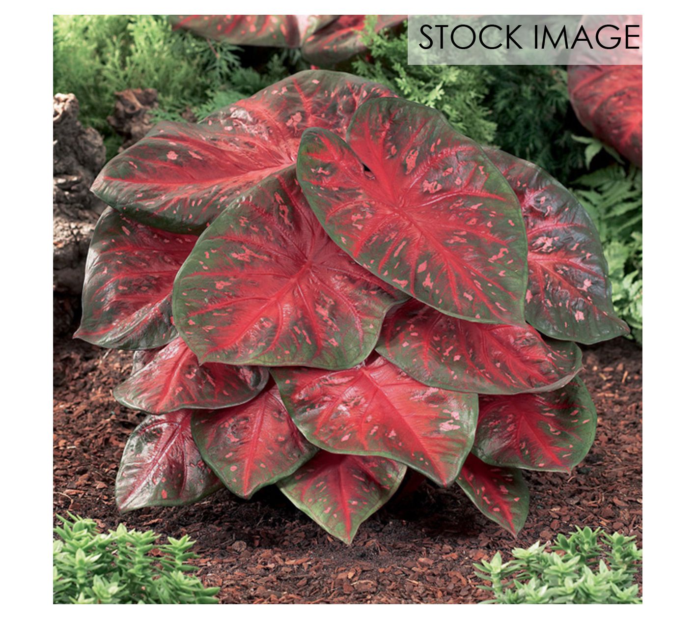 Van Zyverden Caladiums Fancy Leaf Red Flash Setof 3 Bulbs