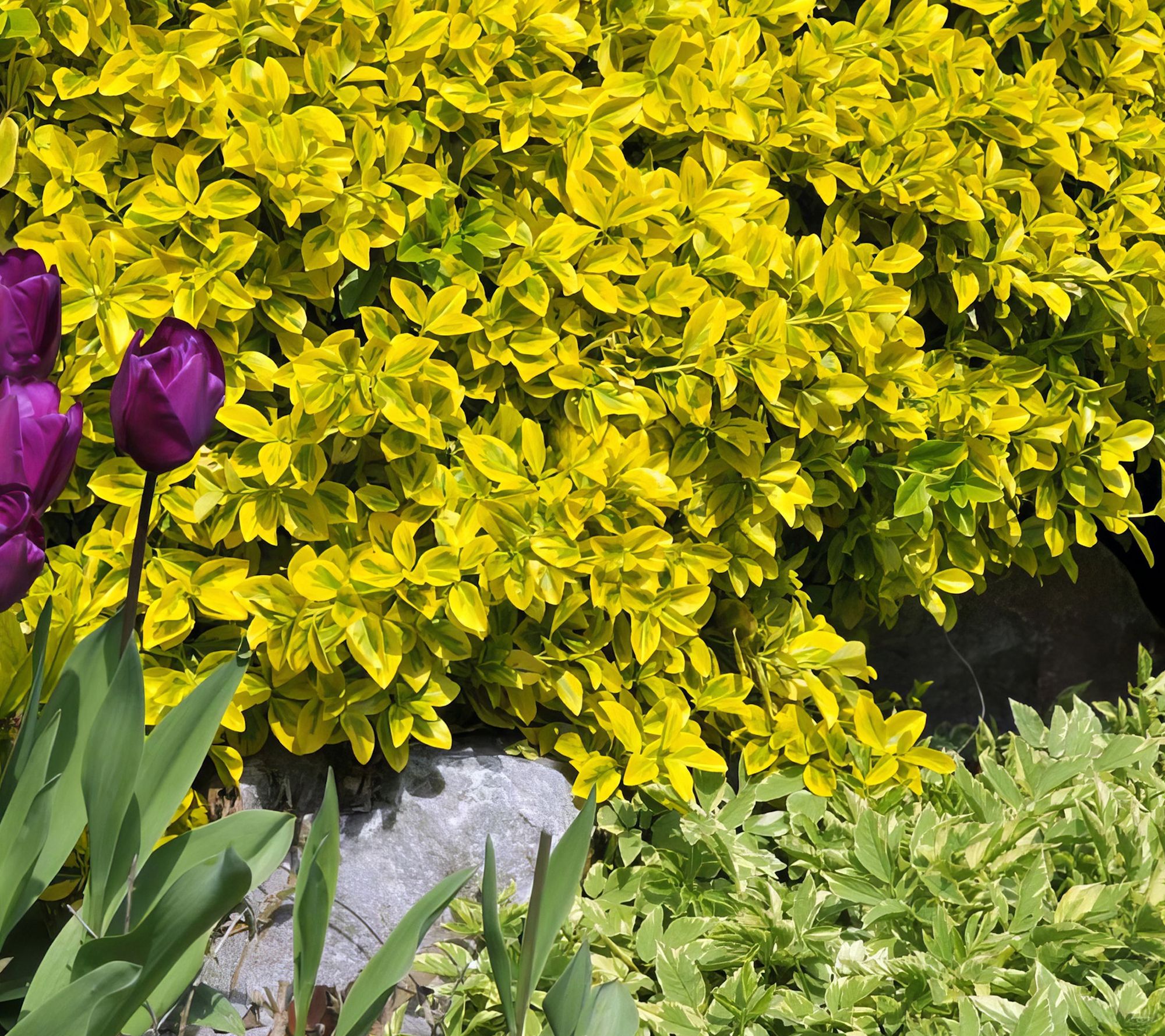 Cottage Farms Golden Euonymus Shrub