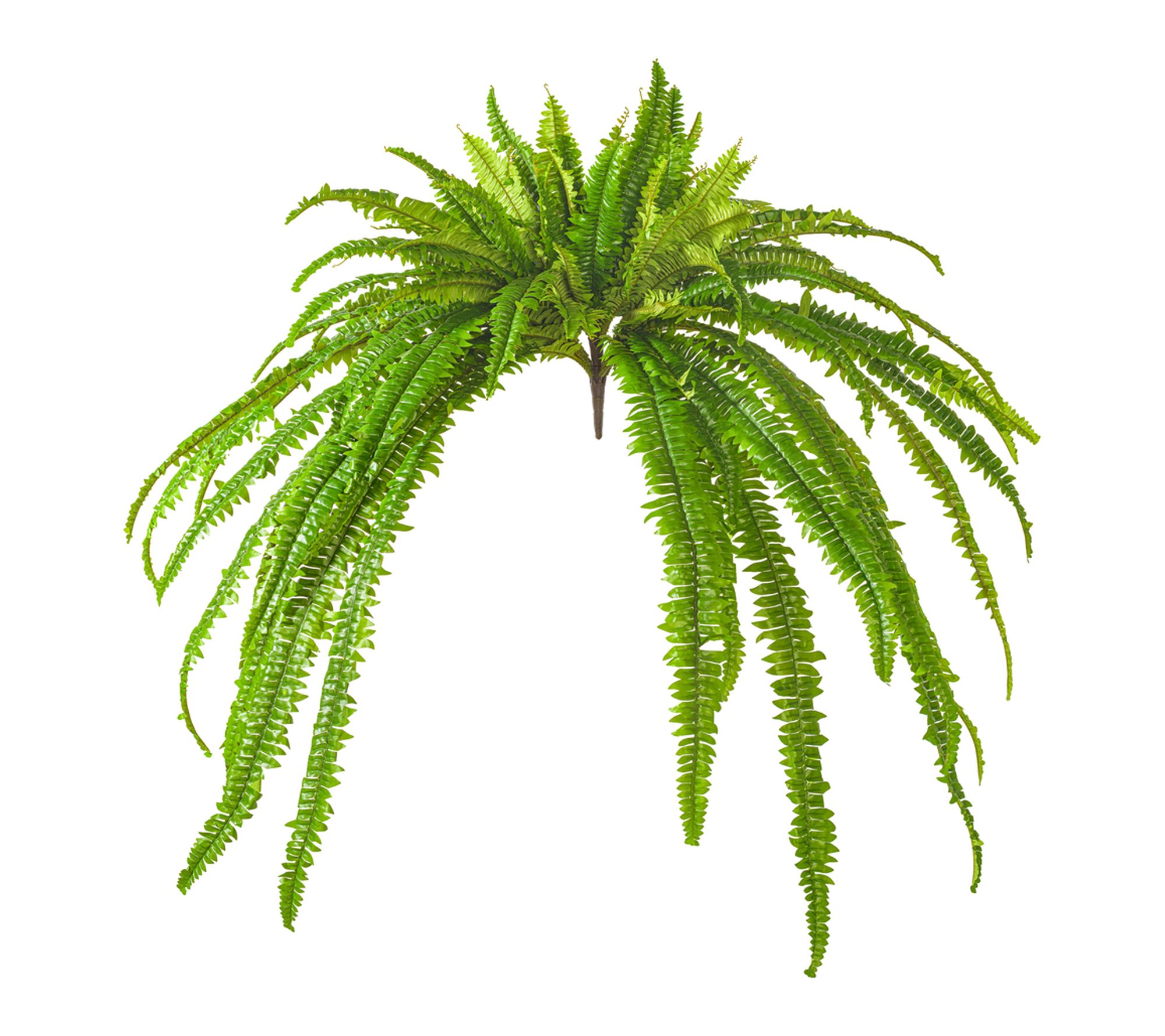 Vickerman 50" Green Boston Fern UV