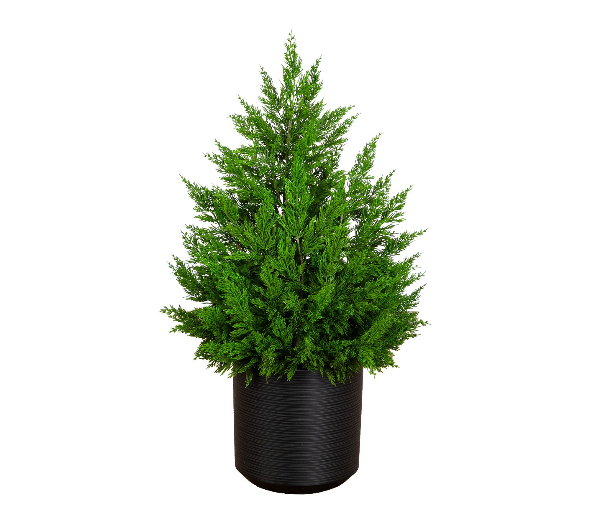 3-ft Winter Cypress Bush in Black Planter by Nearly Natural