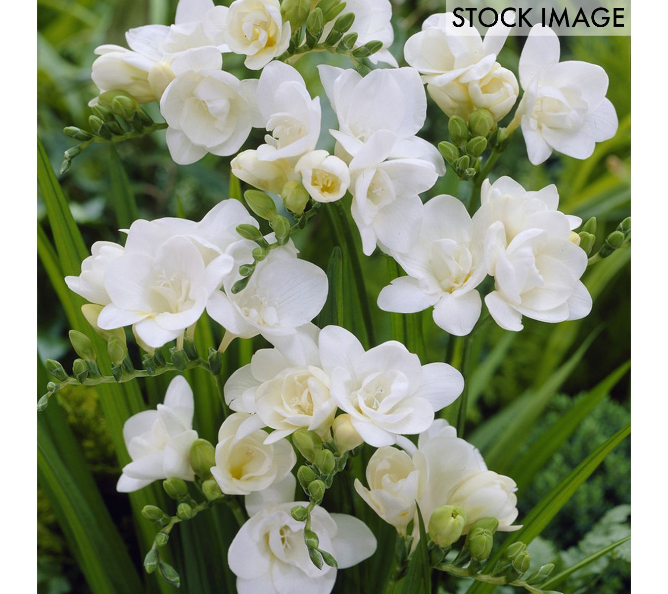 Van Zyverden Freesias Double Blooming White Set of 25 Bulbs