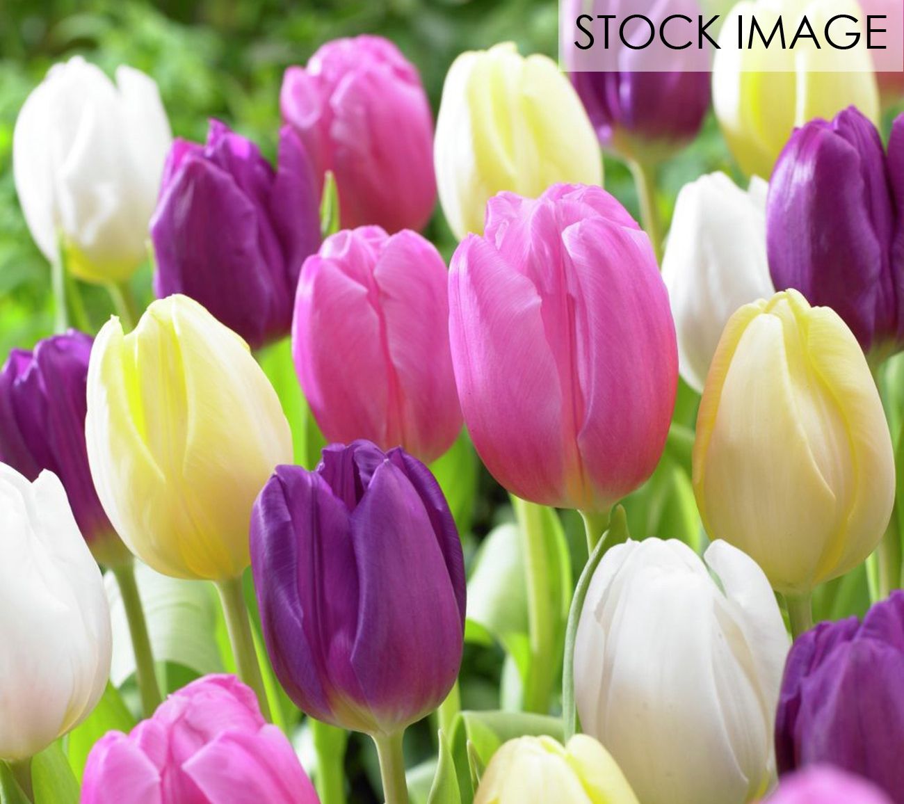 Van Zyverden Tulips Easter Basket Mixture Set of 25 bulbs
