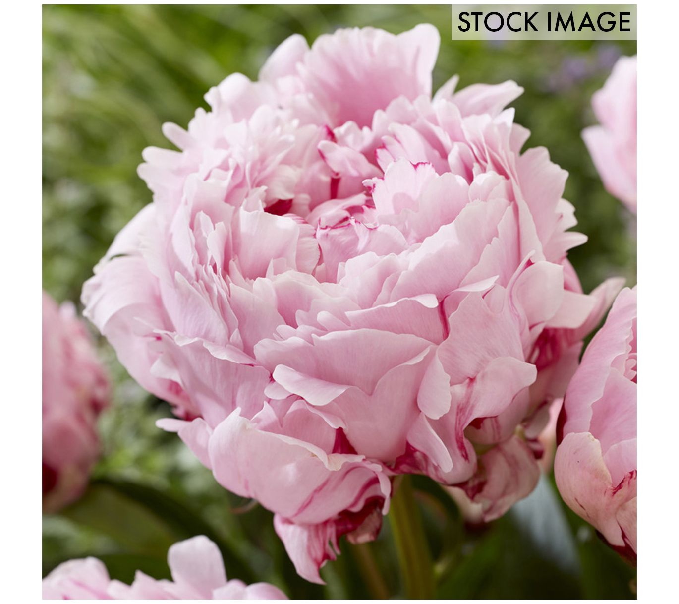 Van Zyverden Peonies Sarah Bernhardt 5 EconomySized Roots
