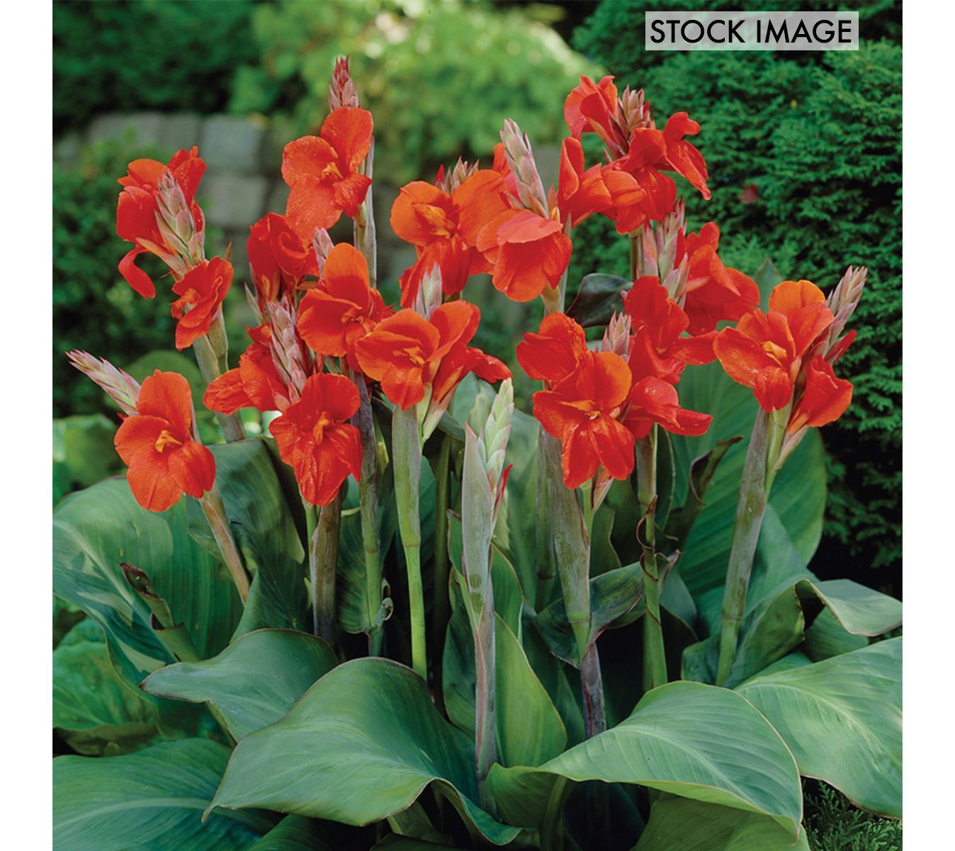 Van Zyverden Cannas The President Set of 6 Bulbs