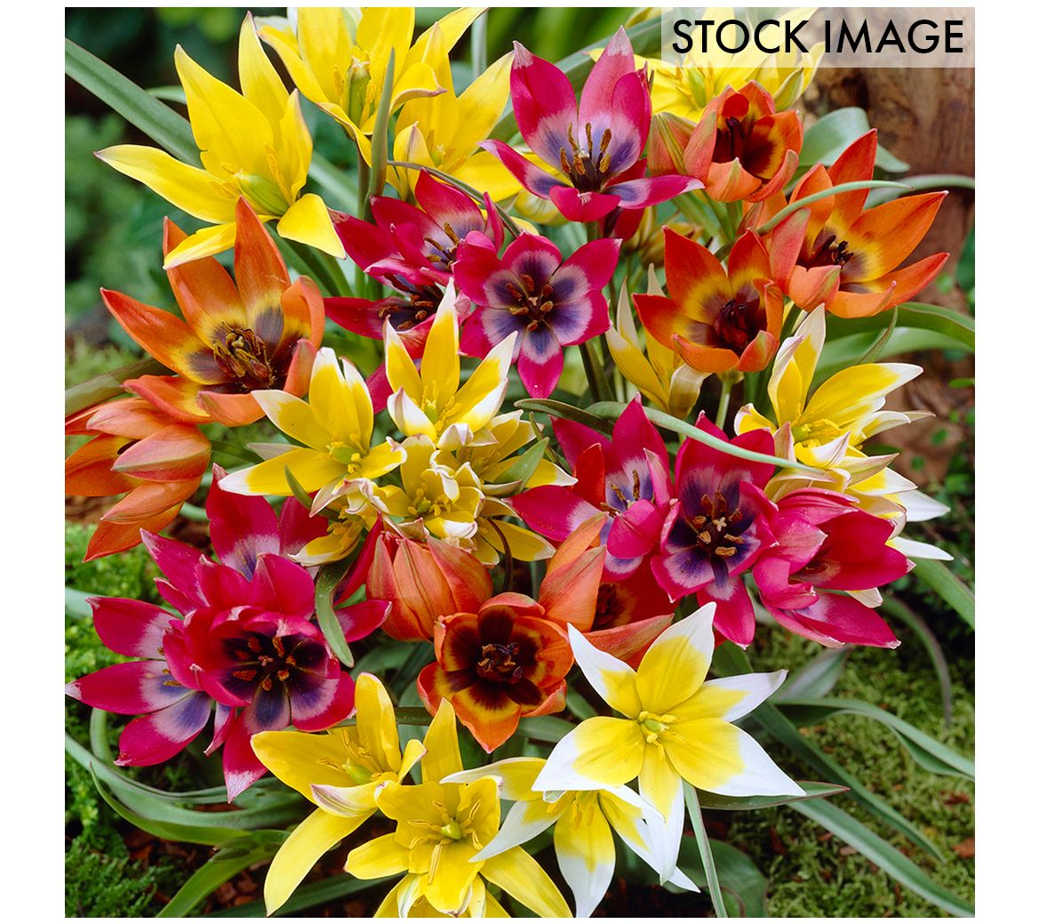 Van Zyverden Tulips Perennial Mixture Set of 100 Bulbs